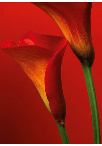 IDEALDECOR Фотообои »Red Calla Lilies«...