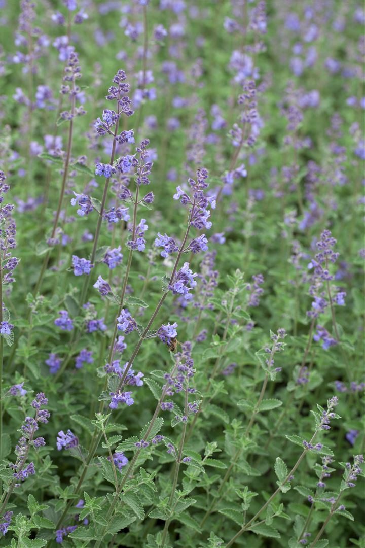 Pflanzen für Dich Staude Nepeta x faassenii 'Kit Cat', 1 St., Katzenminze, Blaue Katzenminze – Bild 2 von 2