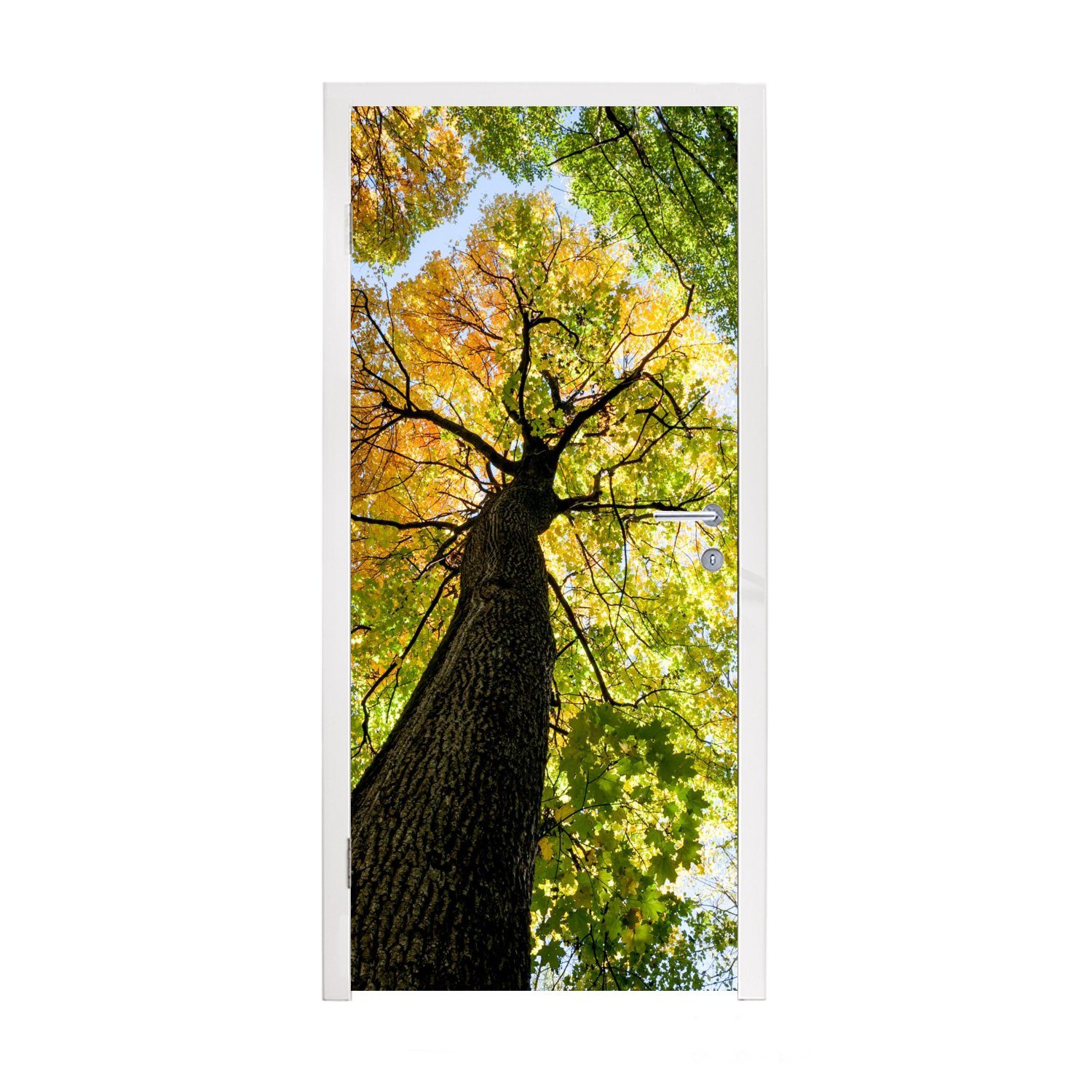 Natur für Türtapete Tür, MuchoWow (1 Wald, Matt, - Fototapete cm Türaufkleber, St), - Baum bedruckt, 75x205