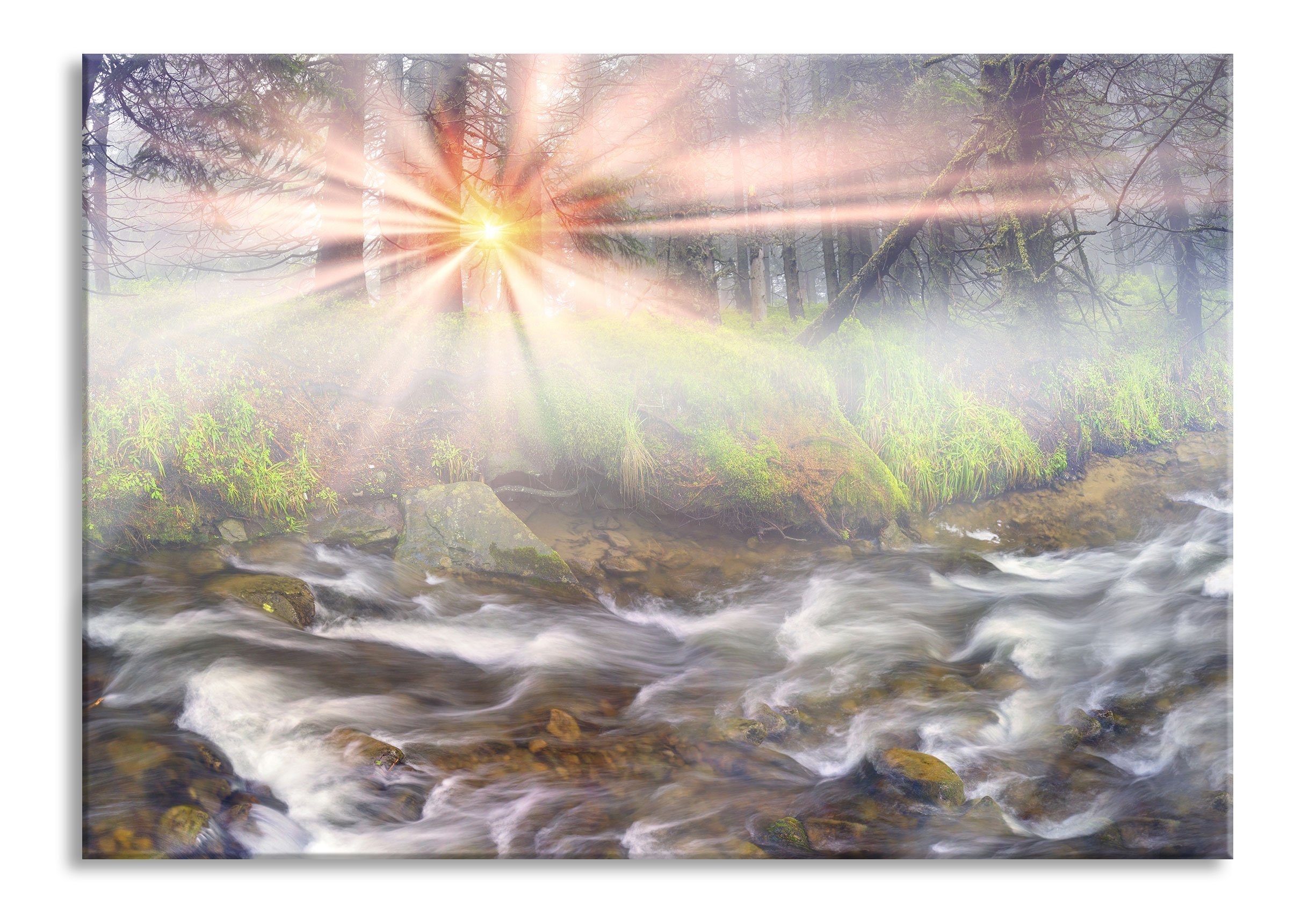 Glasbild Nebeldickicht im Wald