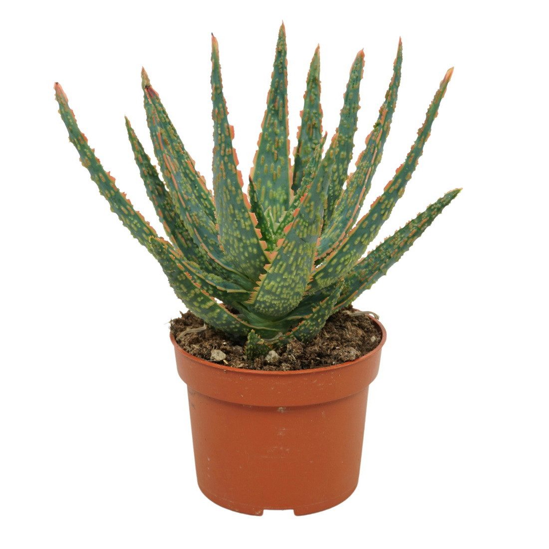 Exotenherz Kaktus Aloe zebrina Danyz Aloe mit orange-roten Rändern 10,5cm T günstig online kaufen