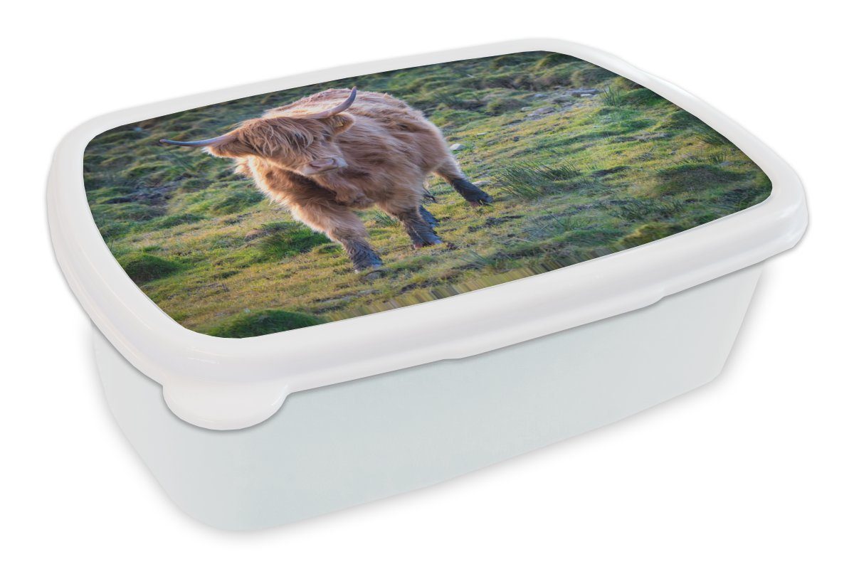 MuchoWow Lunchbox Schottische Highlander - Gras - Herbst, Kunststoff, (2-tlg), Brotbox für Kinder und Erwachsene, Brotdose, für Jungs und Mädchen weiß