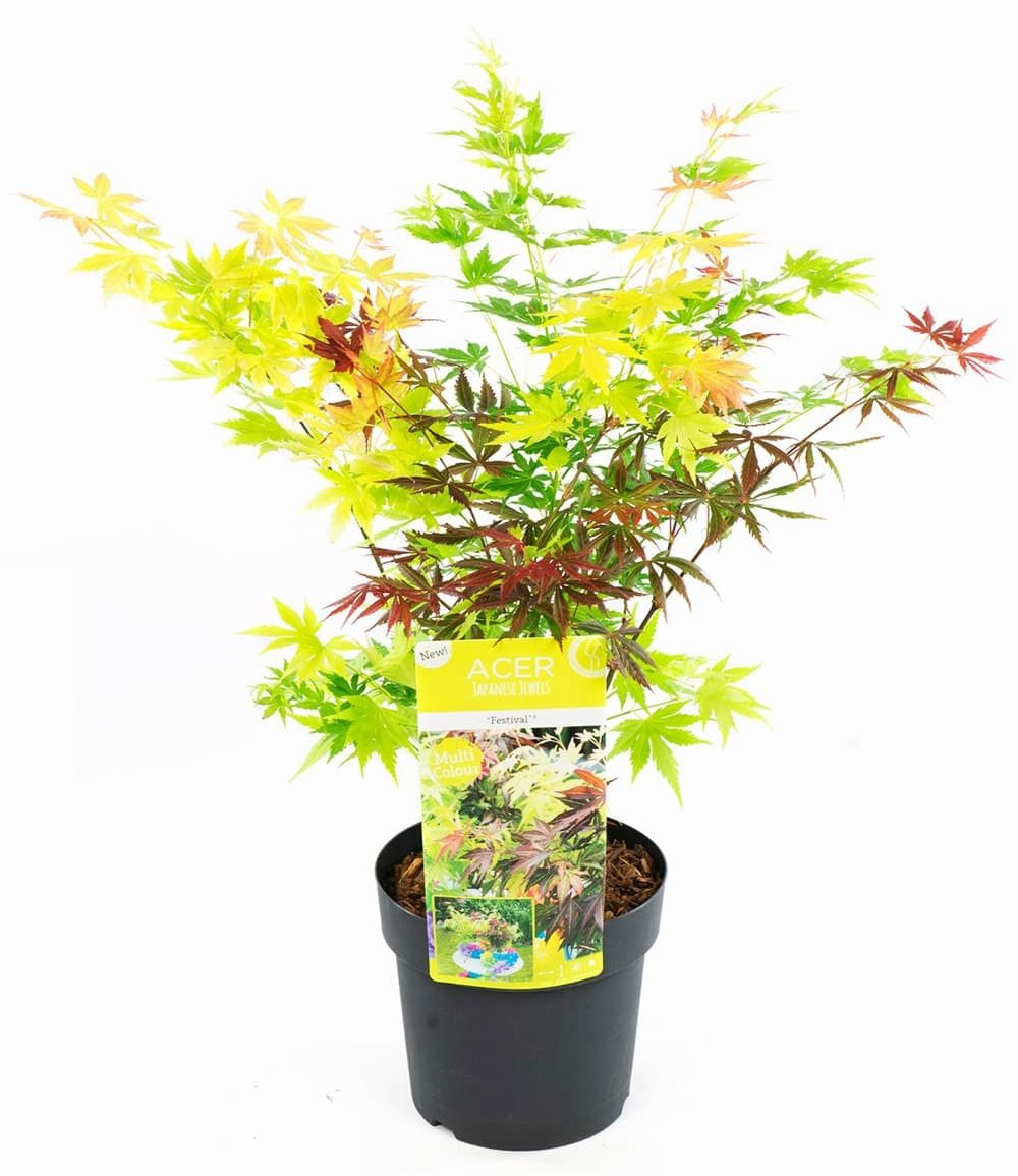 BALDUR Garten Zierstrauch Ahorn '3-Farben Festival', 1 St., Acer,winterhart, mehrjährig