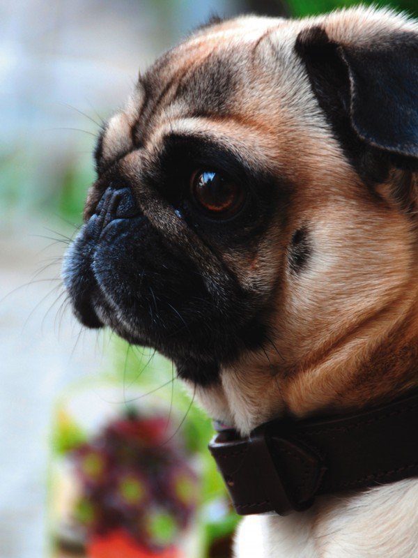 Artland Poster, Leinwandbild »Mops Tiere Haustiere Hund Foto« online