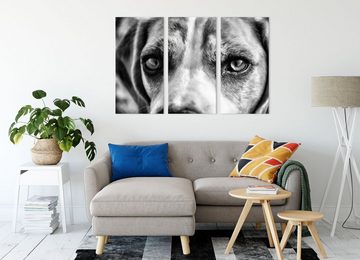 Pixxprint Leinwandbild große Beagle-Augen, große Beagle-Augen 3Teiler (120x80cm) (1 St), Leinwandbild fertig bespannt, inkl. Zackenaufhänger