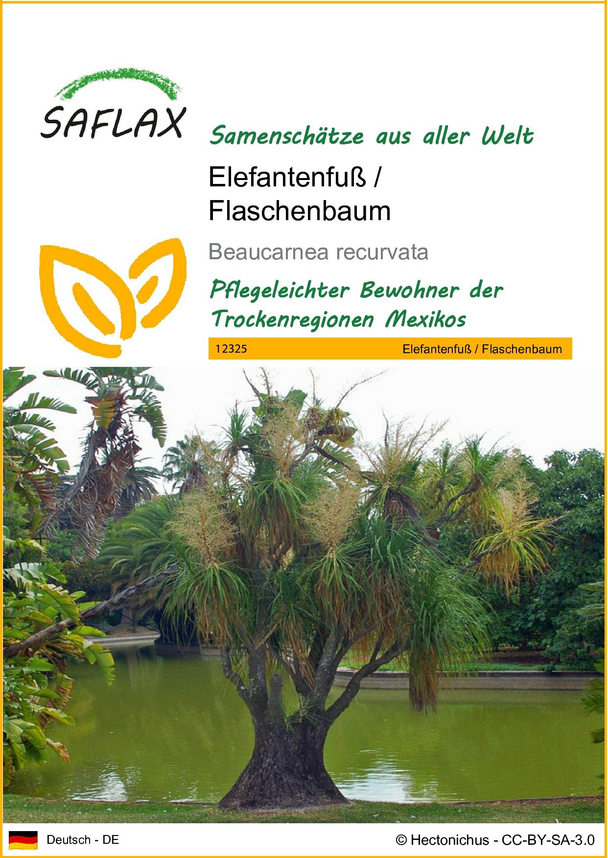 SAFLAX Blumensamen SAFLAX - Samen - Elefantenfuß / Flaschenbaum