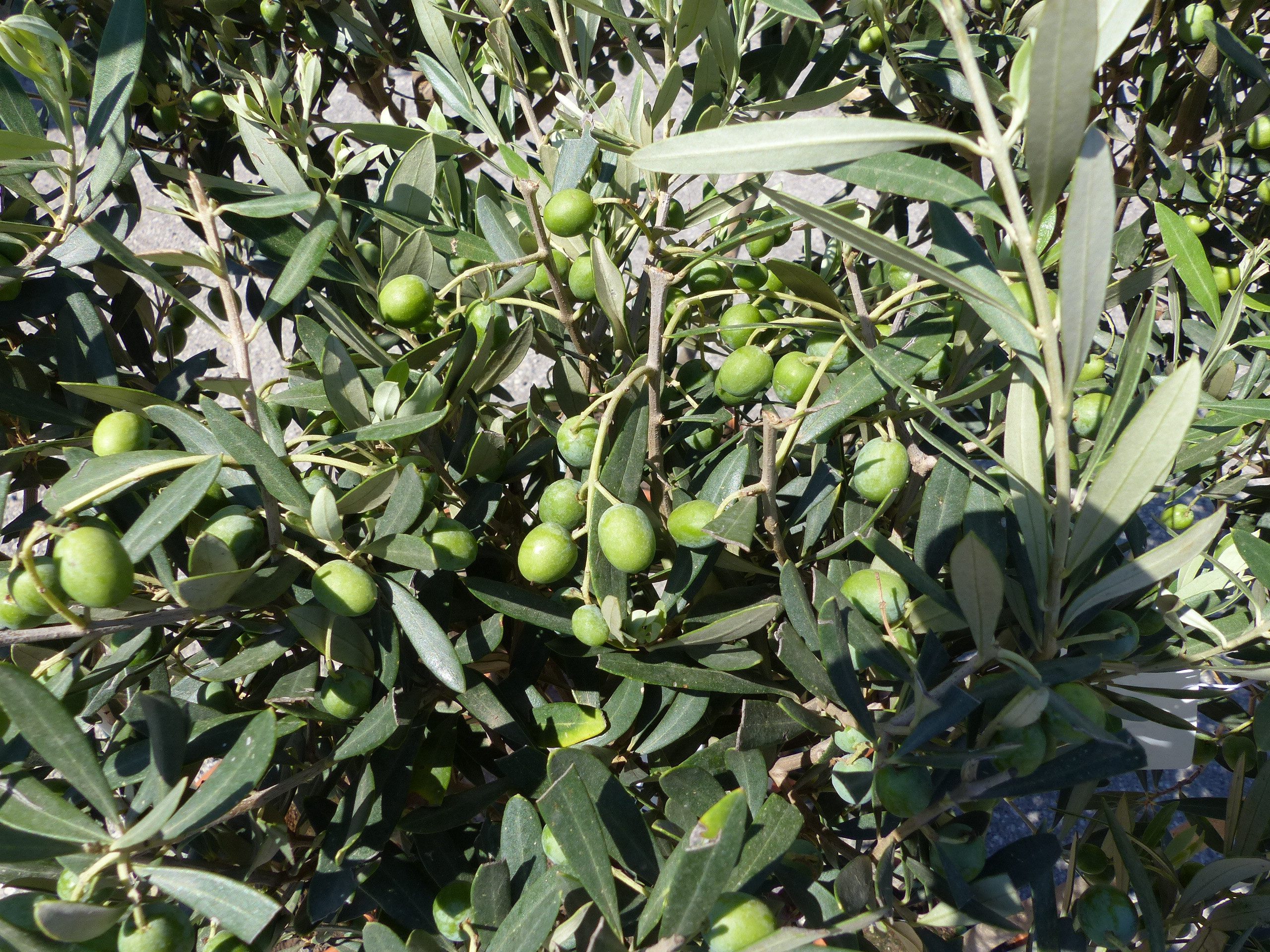 gruenwaren jakubik Olivenbaum Olivenbaum Stamm Olive 80 - 100 cm hoch, beste Qualität, Olea Europaea – Bild 3 von 5