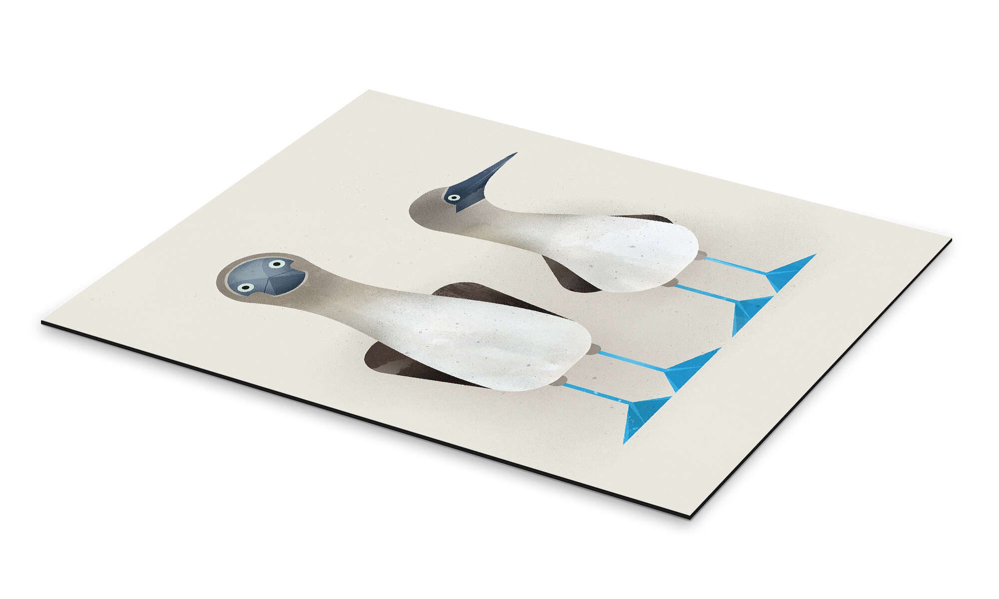 Posterlounge Poster Dieter Braun, Blaufußtölpel, Badezimmer günstig online kaufen