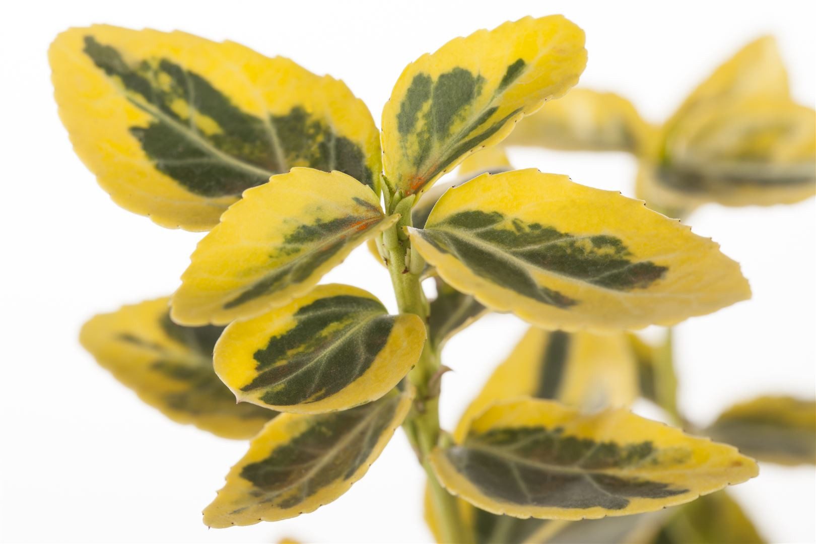 Pflanzen für Dich Bodendecker Euonymus fortunei Emerald'n Gold, 1 St., Kriechspindel, Spindelstrauch, gelbgrün, winterhart
