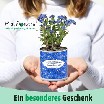 MacFlowers® Anzuchttopf Vergissmeinnicht in der Blumendose Geschenk zum Abschied oder Andenken (1 St)