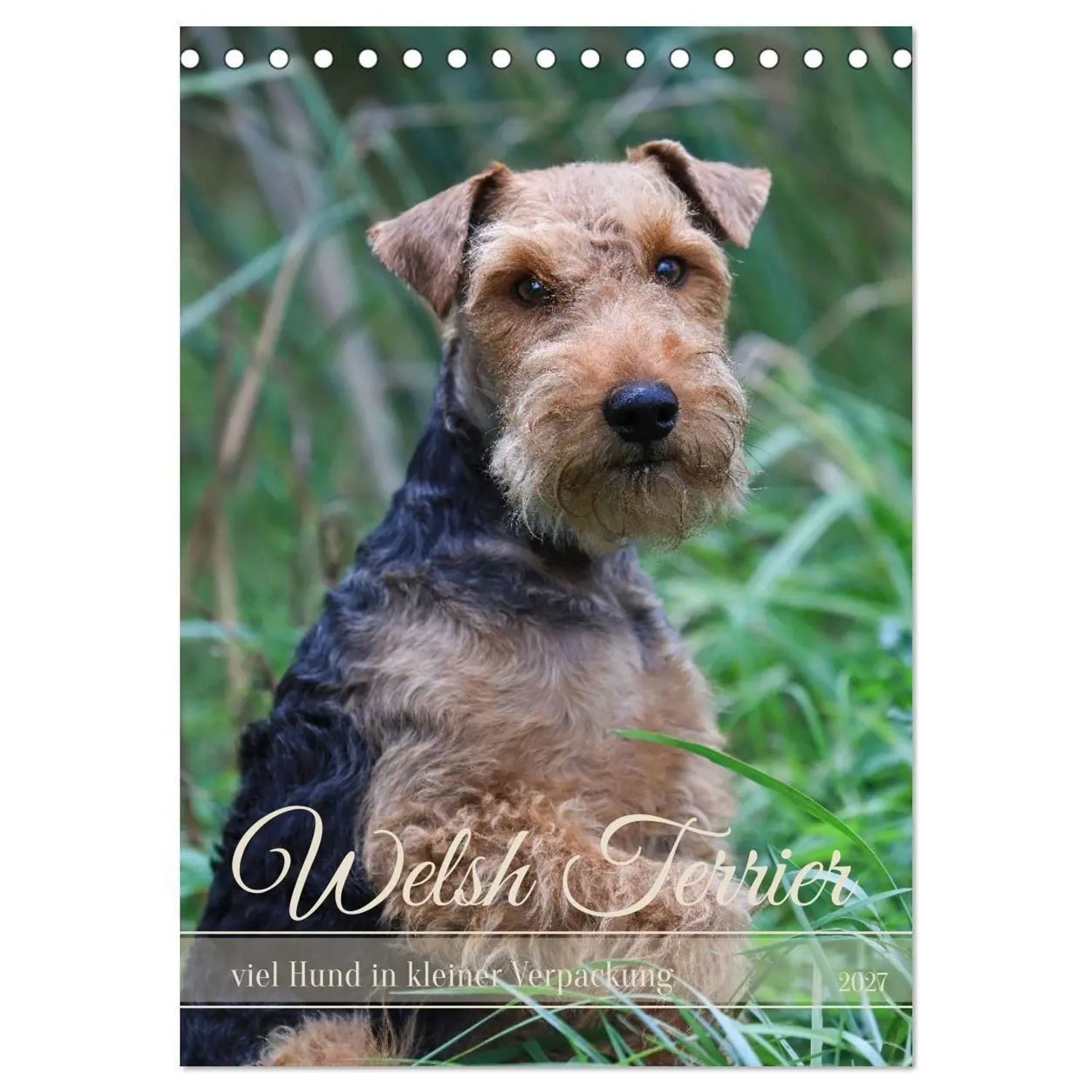 Tiere Monatskalender Welsh Terrier - viel Hund in kleiner Verpackung (Tischkalender 2027...