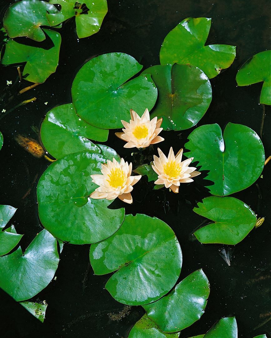 Pflanzen für Dich Staude Nymphaea cult. Walter Pagels, 1 St., Seerose