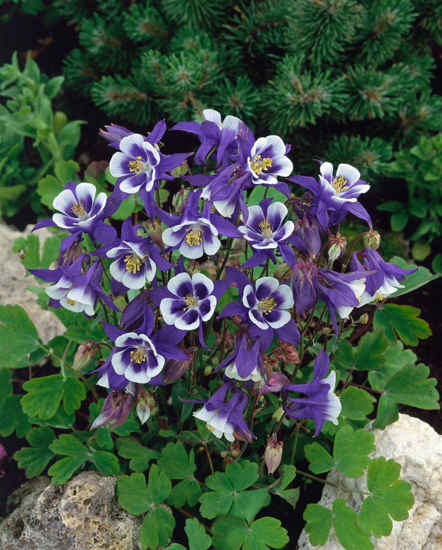 Pflanzen für Dich Staude Aquilegia caer. Blue Star, 1 St., Akelei