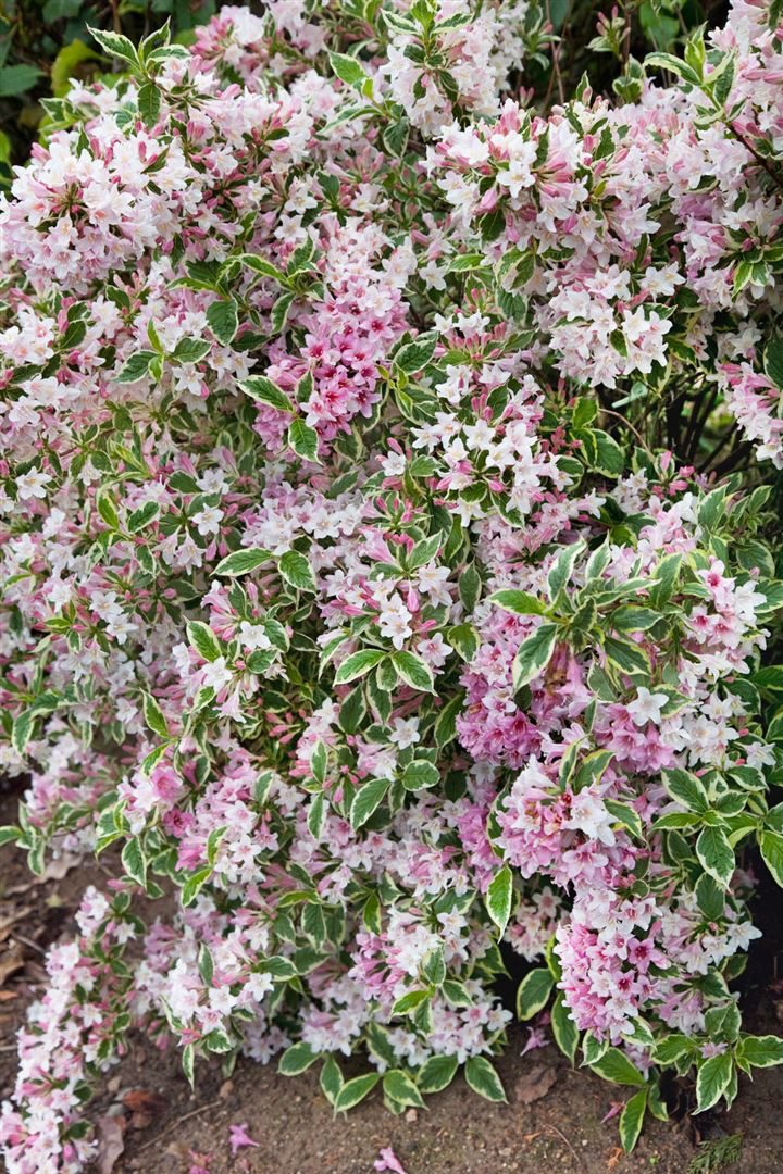 Pflanzen für Dich Hecken Weigela florida Variegata, 1 St., Weigelie, Weigelstrauch, buntlaubig, rosa Blüten
