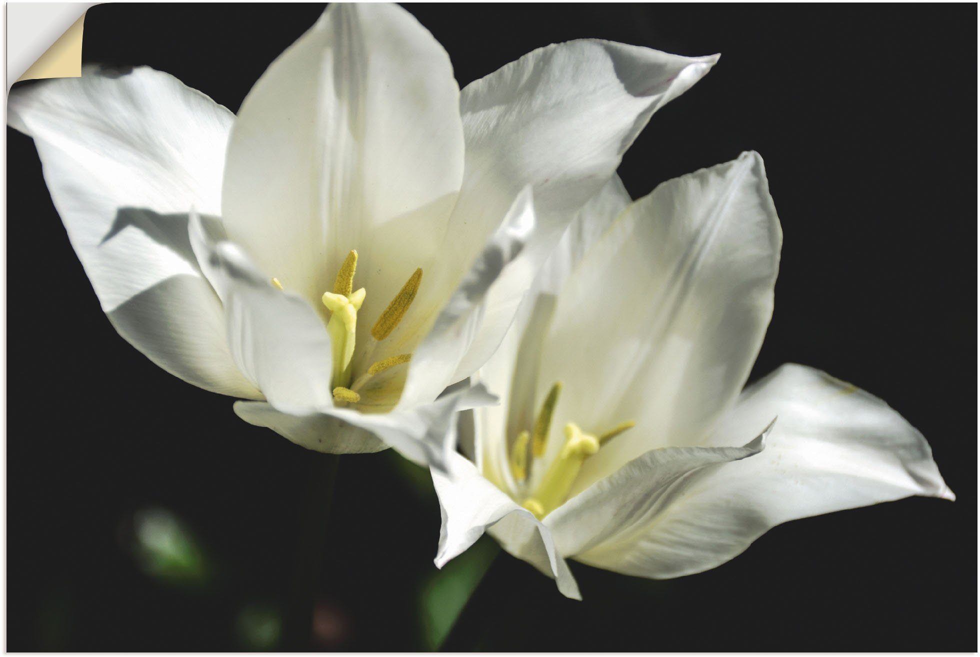 versch. Blumenbilder (1 Tulpen auf Wandbild Wandaufkleber in Artland Alubild, Leinwandbild, Poster oder Größen weiß - als schwarz, St),