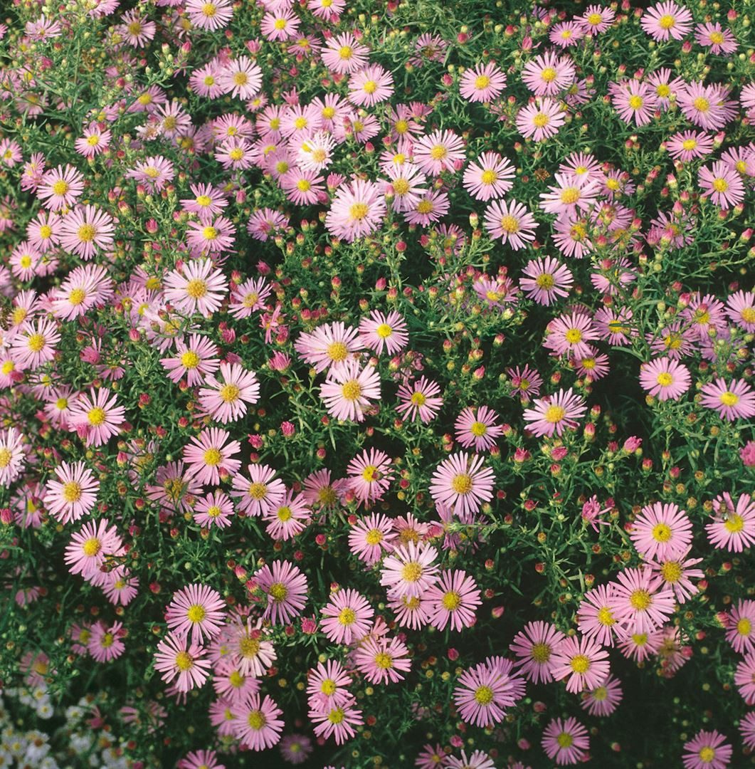 Pflanzen für Dich Staude Aster ericoides 'Pink Cloud', 1 St., Heideaster, Myrtenaster