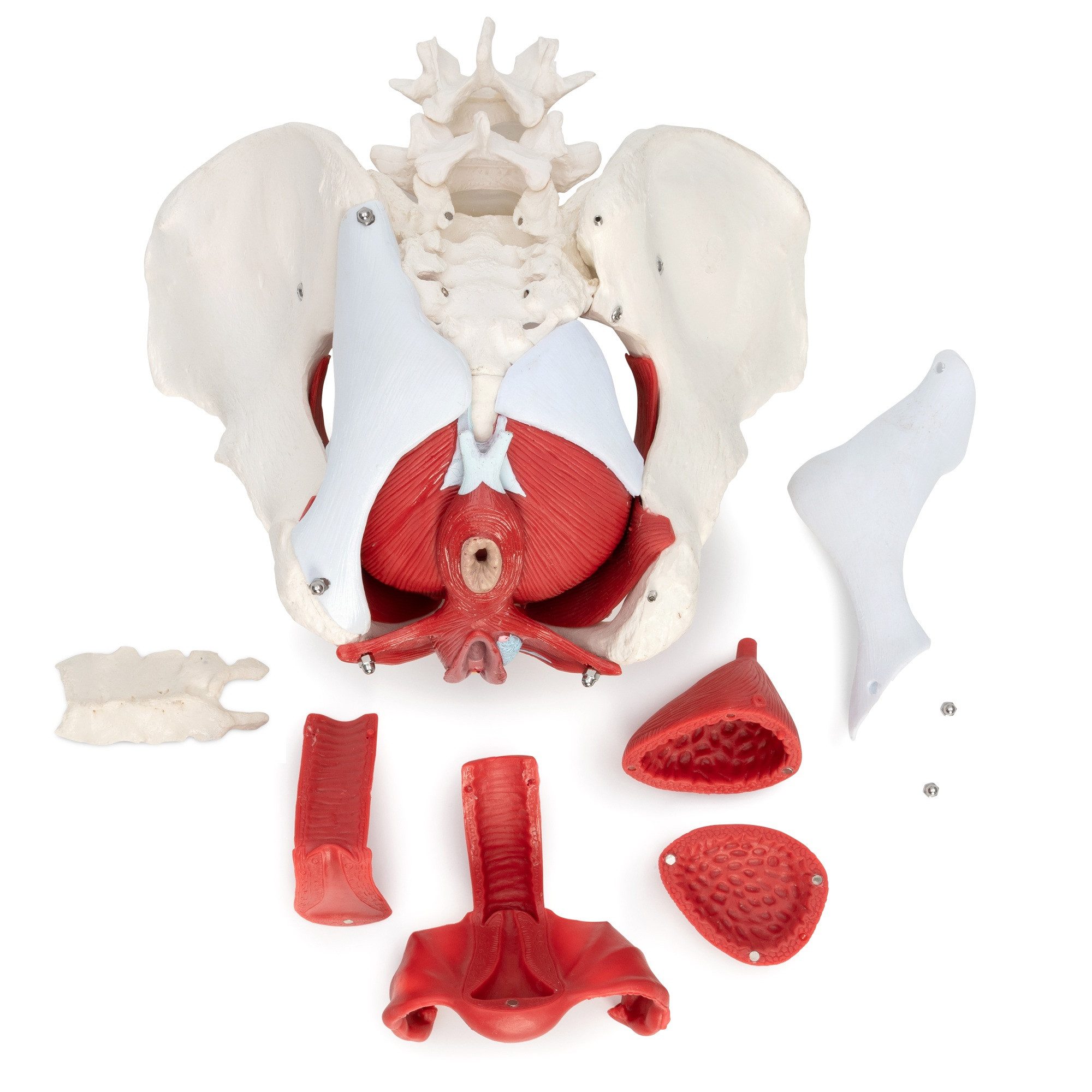 Cranstein Scientific Dekoobjekt Weibliches Becken Anatomie Modell lebensgroß 7 teilig Organe Muskeln K