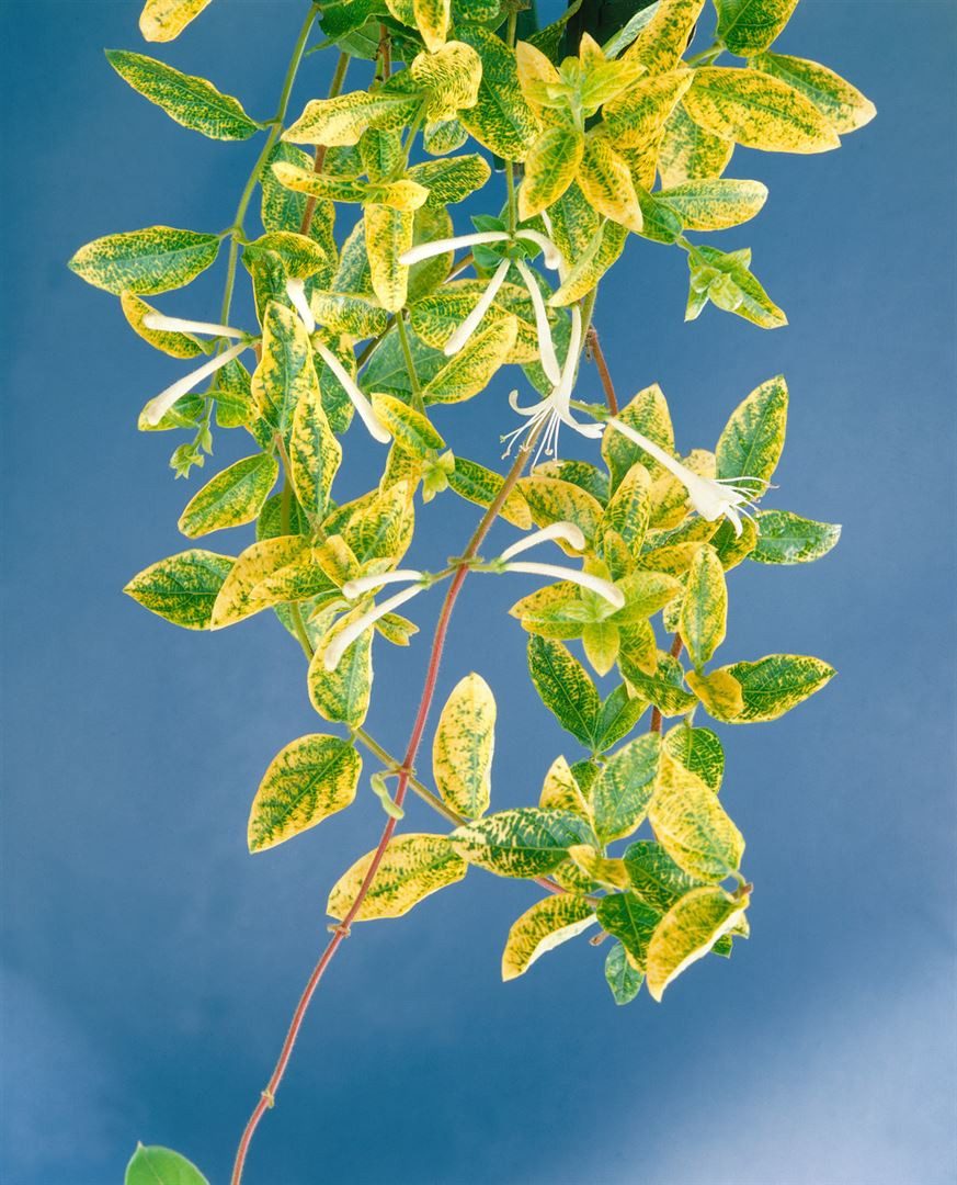 Pflanzen für Dich Kletterpflanze Lonicera japonica Aureoreticulata, 1 St., Japanisches Geißblatt, Goldgeflecktes Geißblatt, gelbgrün, kletterpflanze