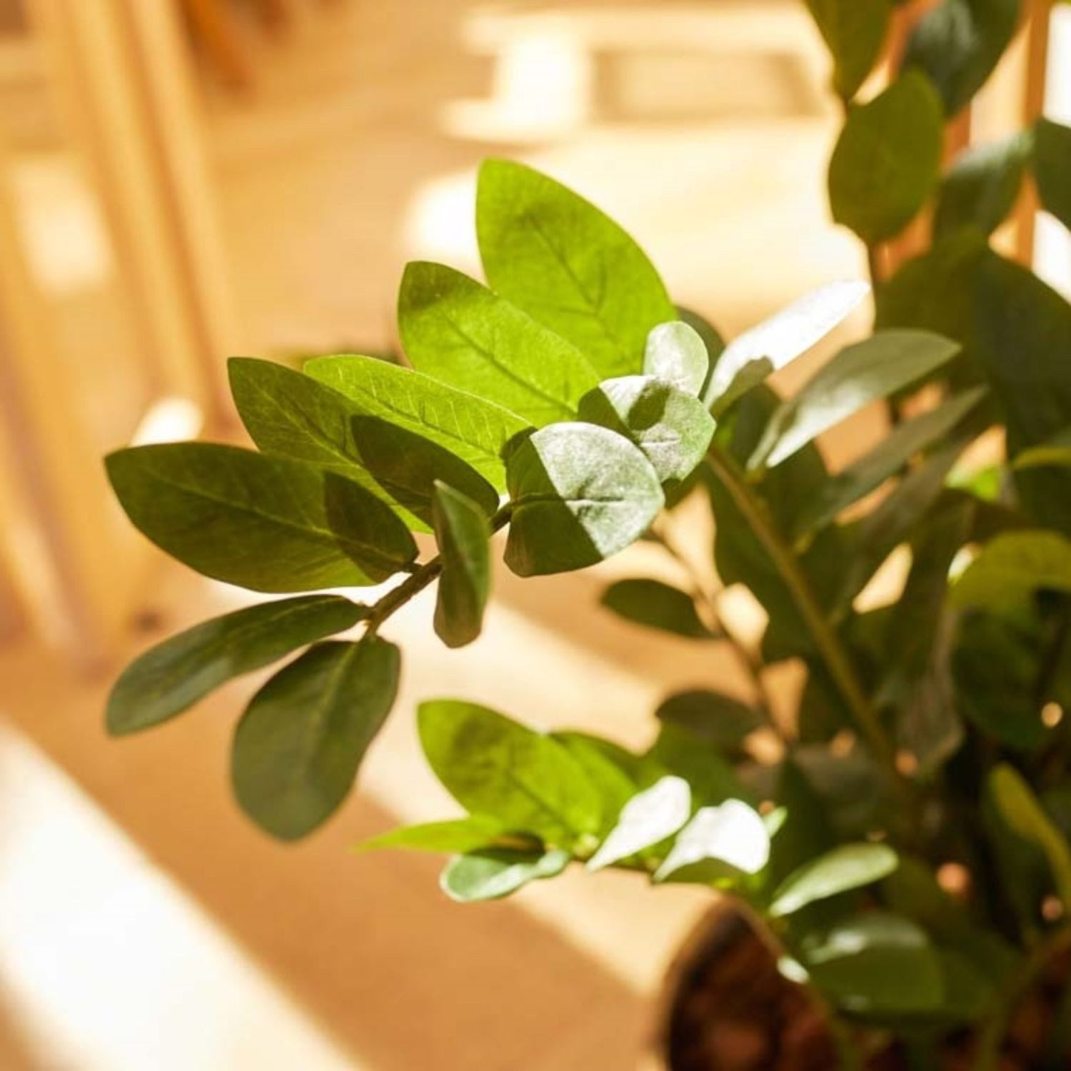 Künstliche Zimmerpflanze Topfpflanze Zamioculcas, Emerald, Höhe 110 cm, im Topf, Grün, Zamioculcas, H: 110cm