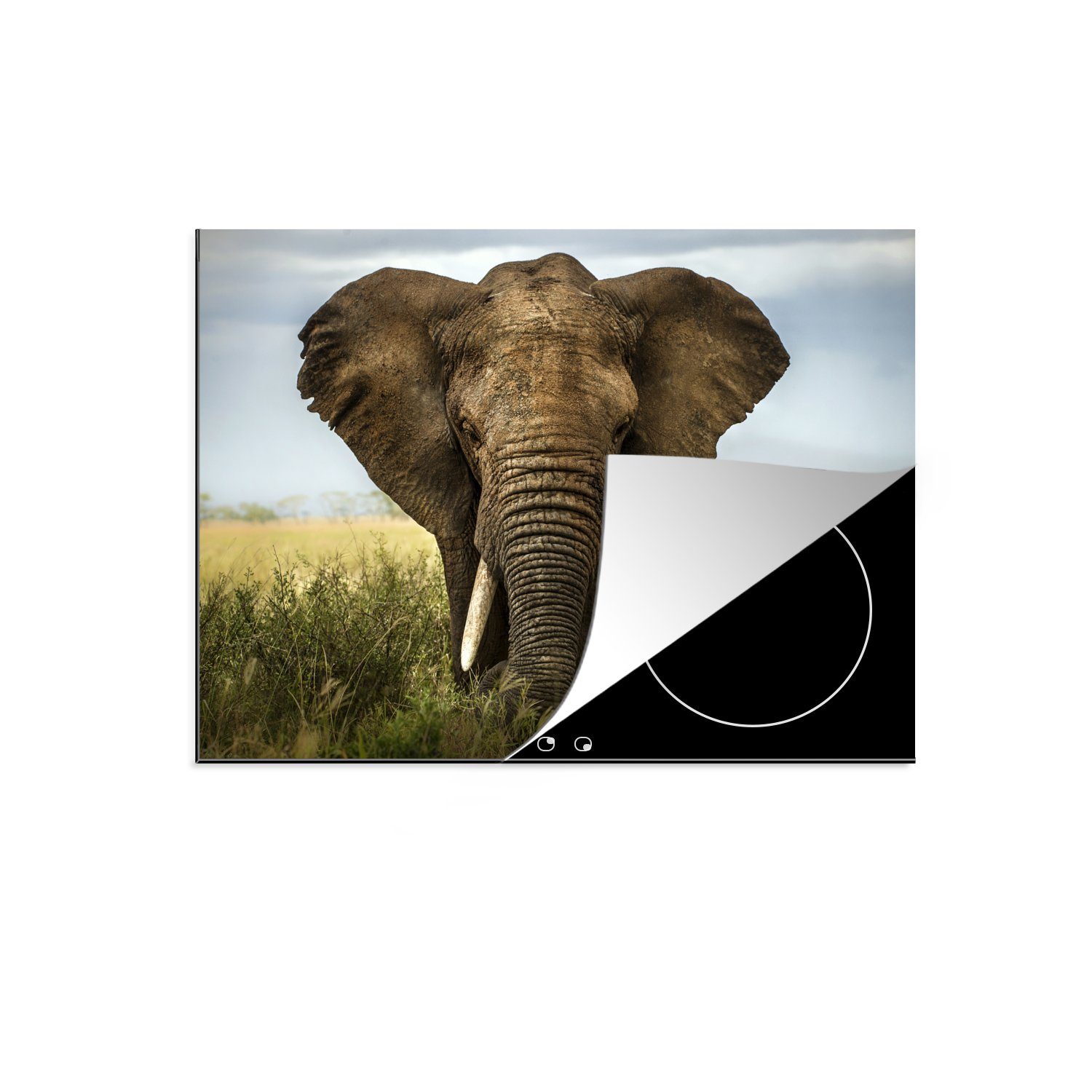 MuchoWow Herdblende-/Abdeckplatte Elefant - Natur - Gras - Tiere - Landschaft, Vinyl, (1 tlg), 58x51 cm, Küchen Dekoration für Induktionsherd, Induktionskochfeld