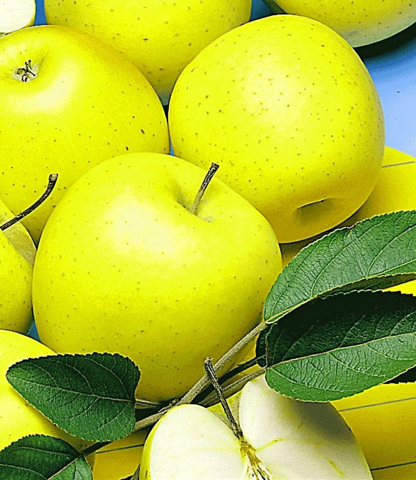 BALDUR Garten Apfelbaum Säulen-Apfel 'Golden Delicious', 1 St., Säulenobstbaum, ertragreich, pflegeleicht