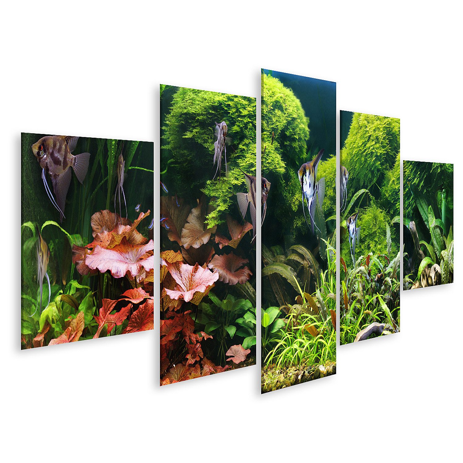 Leinwandbild Dekoratives Aquarium Skalare Bilder