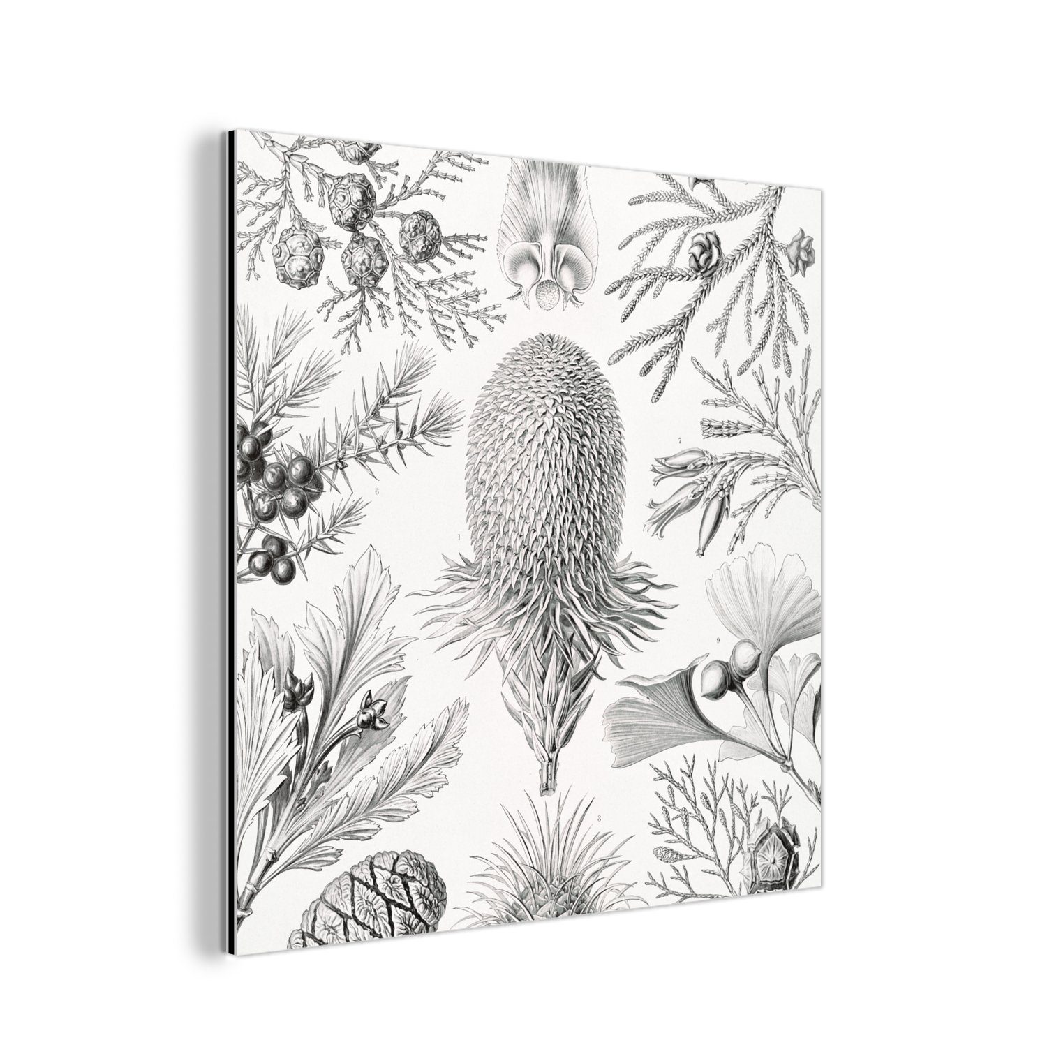 - Ernst Haeckel - Aluminium - Metall, St), Alu-Dibond-Druck, Retro Kunst deko - MuchoWow Koniferen Illustration Metallbild (1 aus Gemälde - Natur,