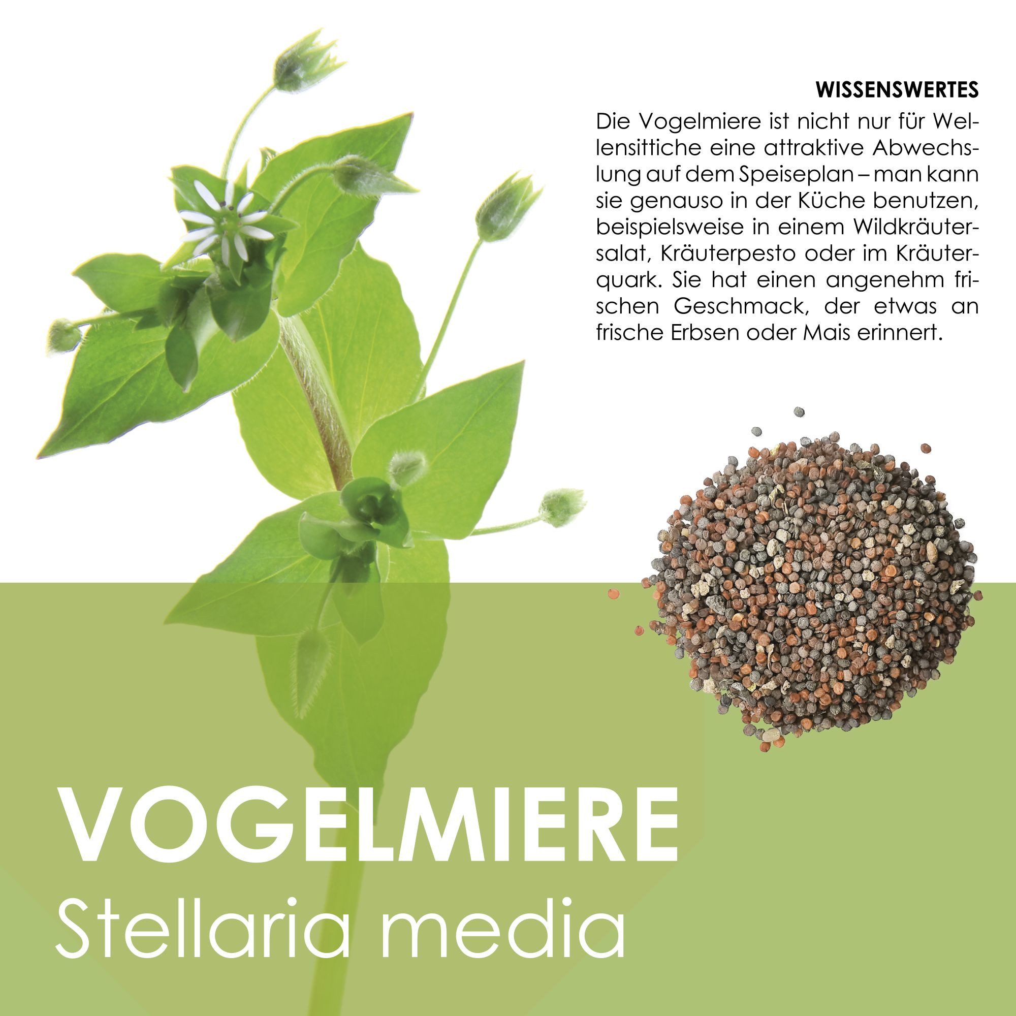 HappySeed Blumensamen Vogelmiere Samen - Stellaria media, Blumen günstig online kaufen