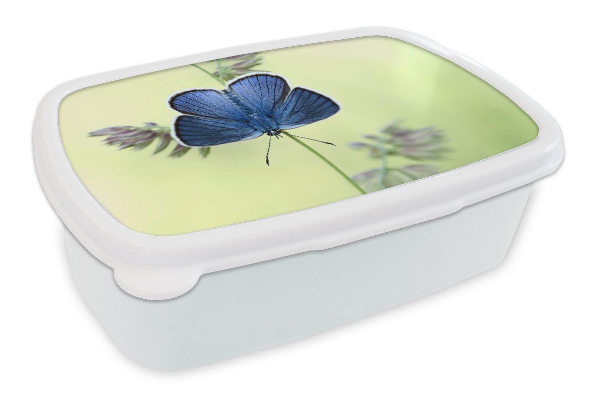 MuchoWow Lunchbox Blauer Schmetterling, Kunststoff, (2-tlg), Brotbox für Kinder und Erwachsene, Brotdose, für Jungs und Mädchen weiß