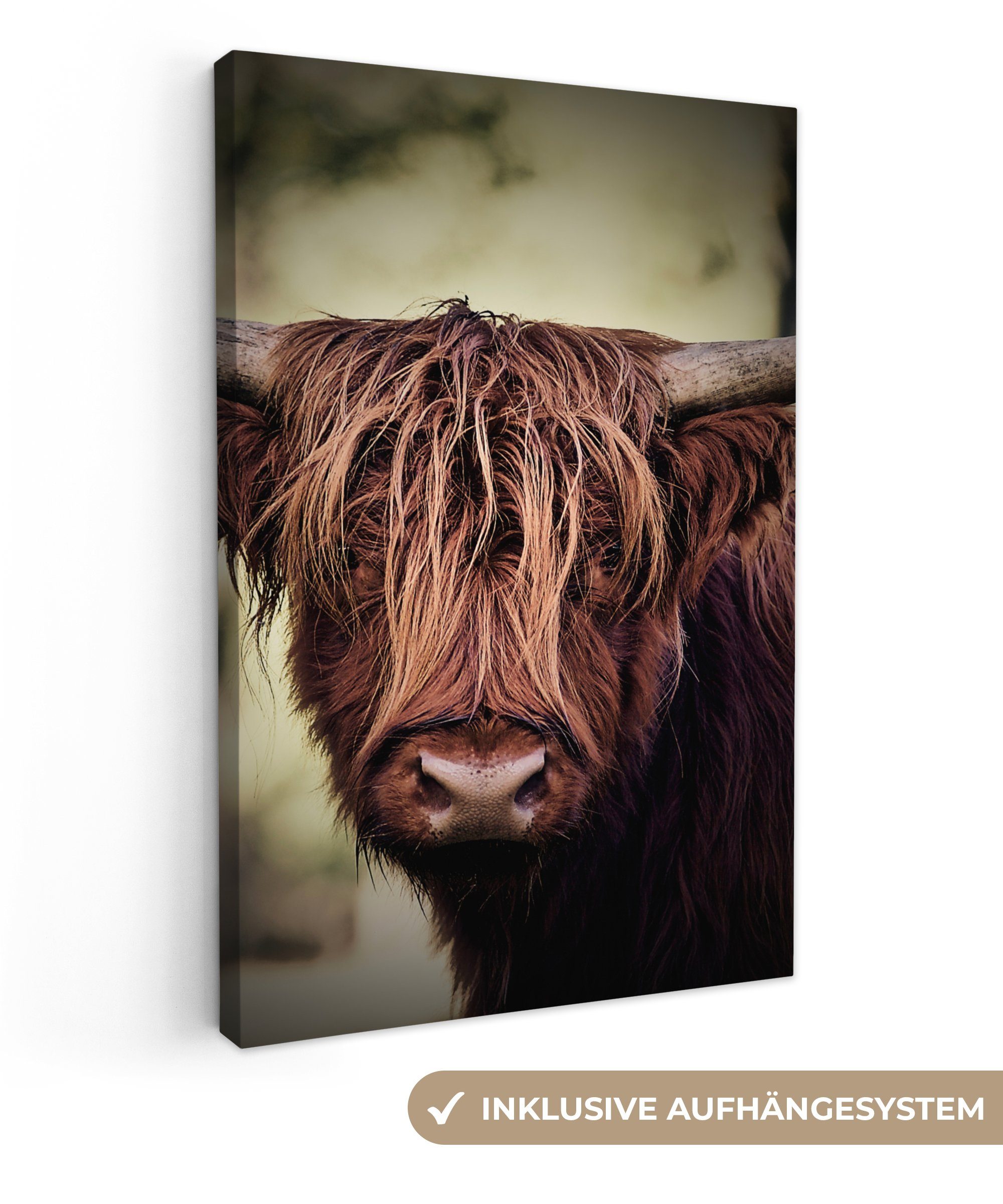 OneMillionCanvasses® Leinwandbild Schottischer Hochländer - Licht günstig online kaufen