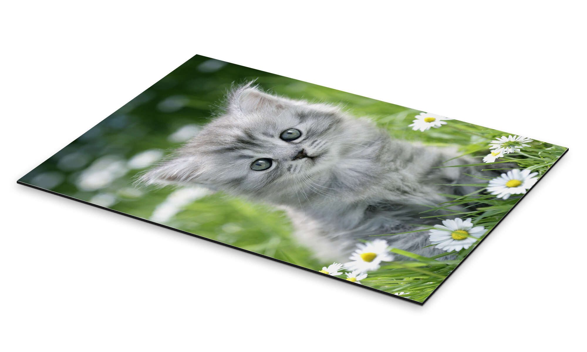 Posterlounge Wandbild graues Kätzchen, Greg Cuddiford, günstig online kaufen