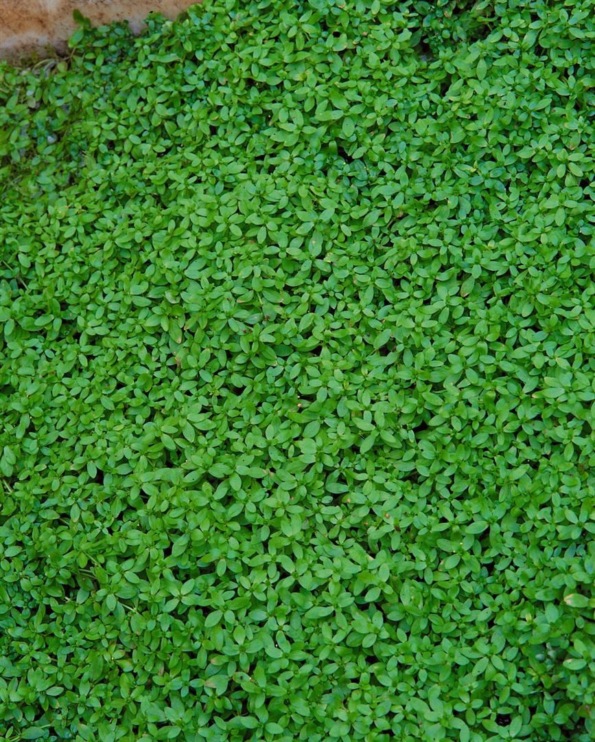 Pflanzen für Dich Staude Callitriche palustris, 1 St., Teichfaden, Wasserstern – Bild 2 von 2