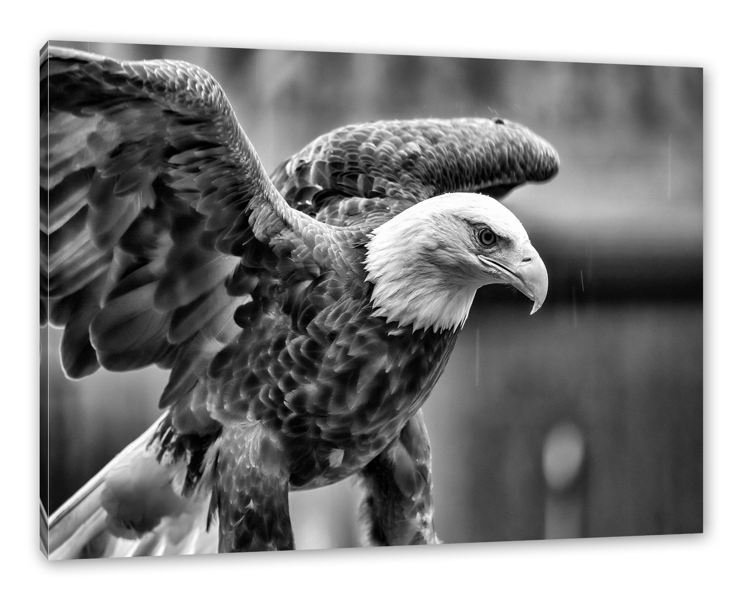 Leinwandbild Zackenaufhänger Adler inkl. (1 fertig Pixxprint St), bespannt, Leinwandbild Adler,