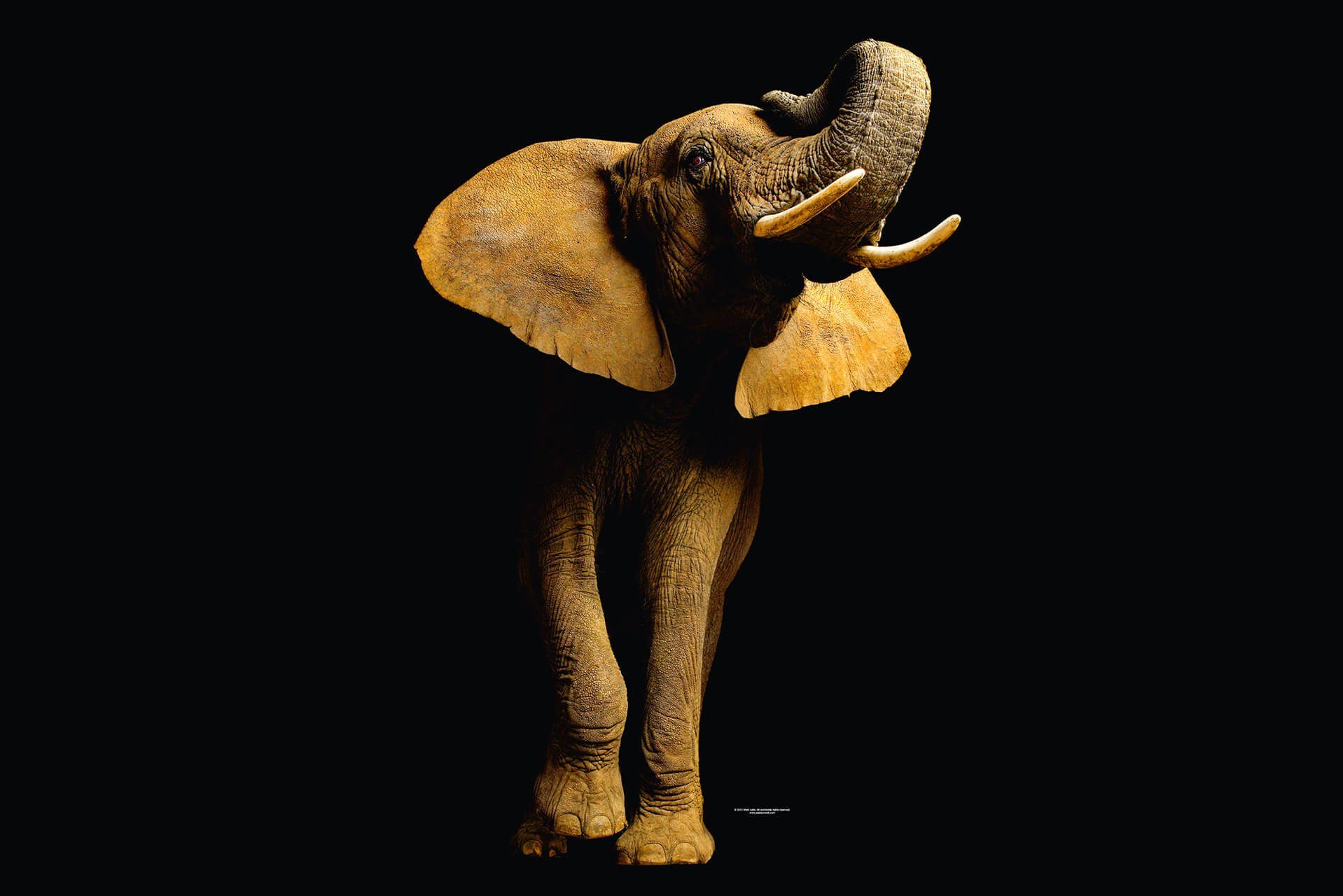 KUNSTLOFT Vliestapete Elephant Front 4x2.67 m, leicht glänzend, lichtbeständige Design Tapete