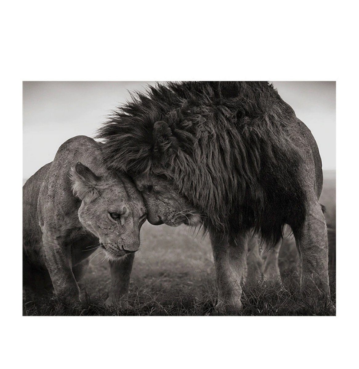 TPFLiving Kunstdruck (OHNE RAHMEN) Poster - Leinwand - Wandbild, Verliebtes Löwenpaar (Motiv in verschiedenen Größen), Farben: Leinwand bunt - Größe: 20x30cm