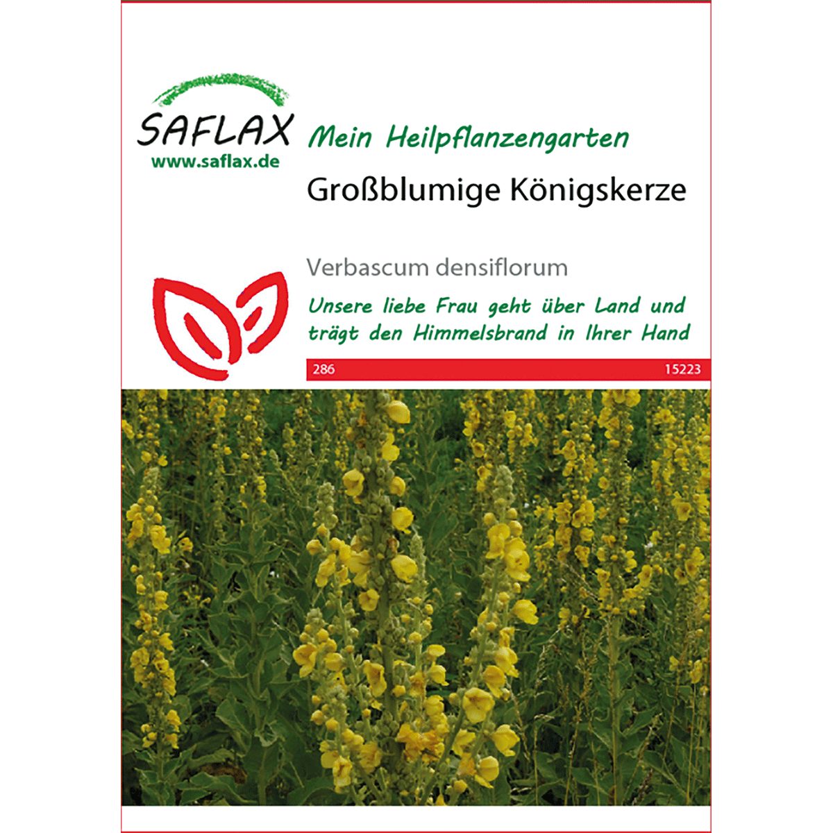 SAFLAX Blumensamen SAFLAX - Heilpflanzen - günstig online kaufen