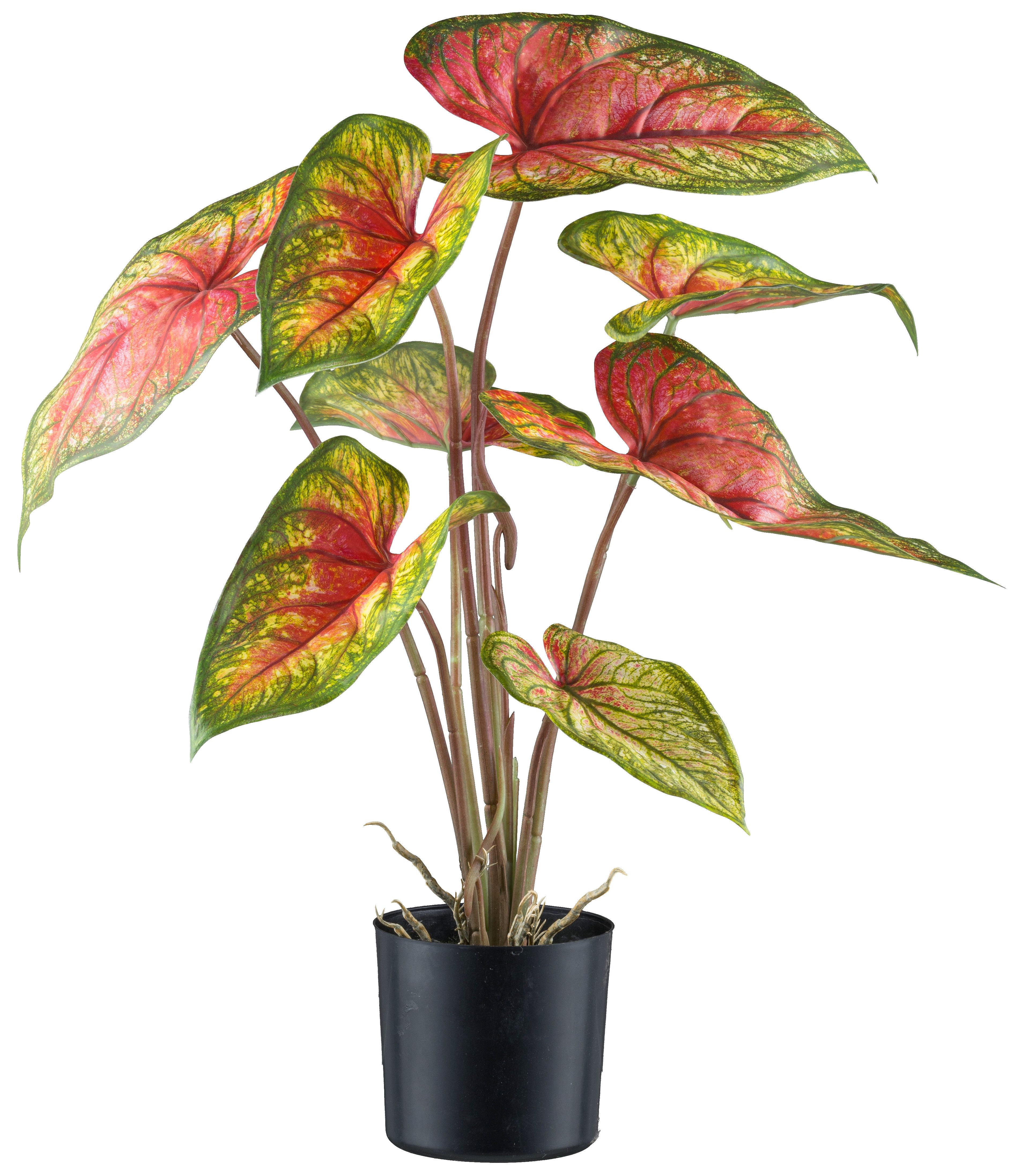 Kunstblume Caladium, Creativ green, Höhe 55 günstig online kaufen
