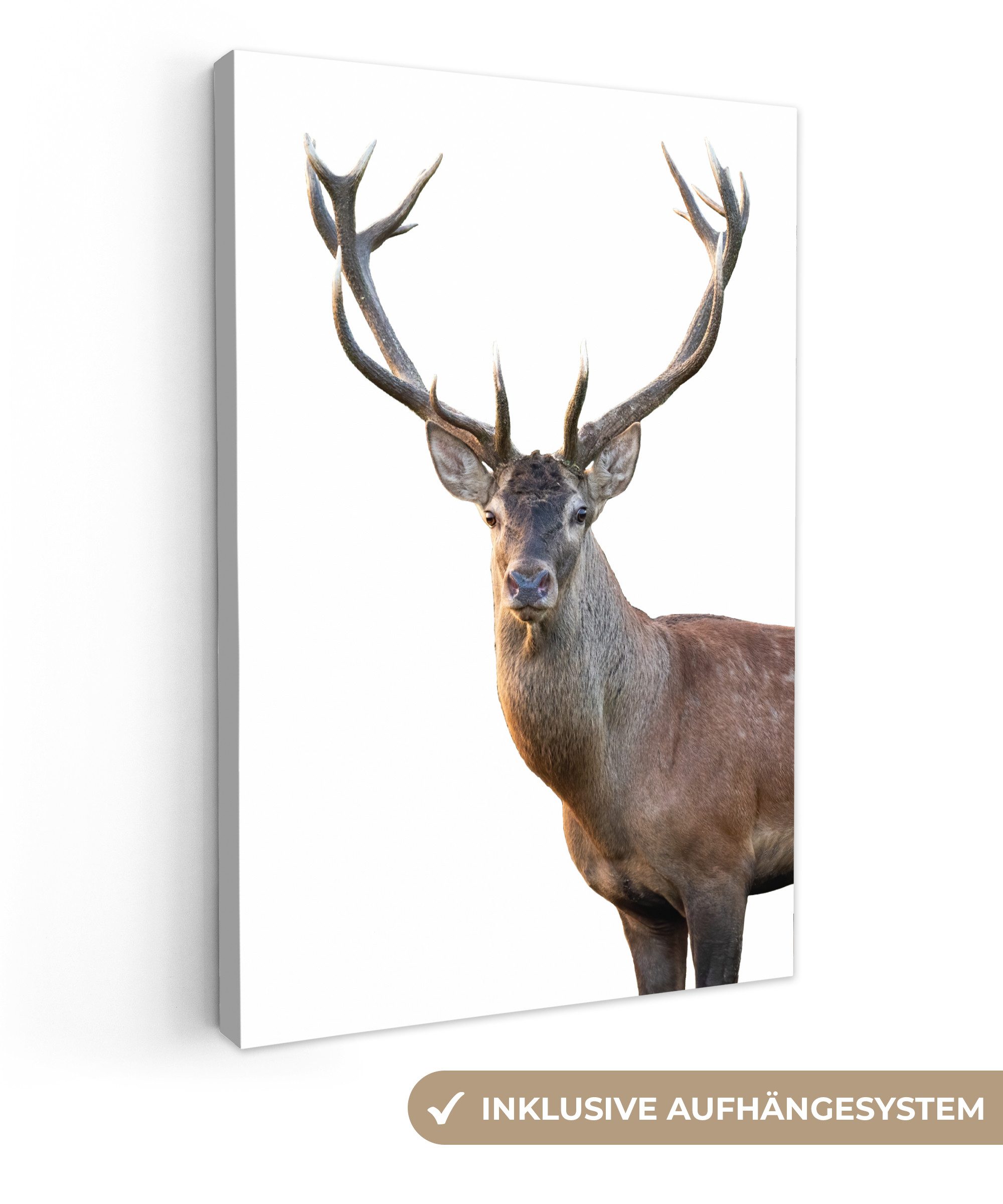 OneMillionCanvasses® Leinwandbild Hirschgeweih weiß, Fotodruck (1 günstig online kaufen