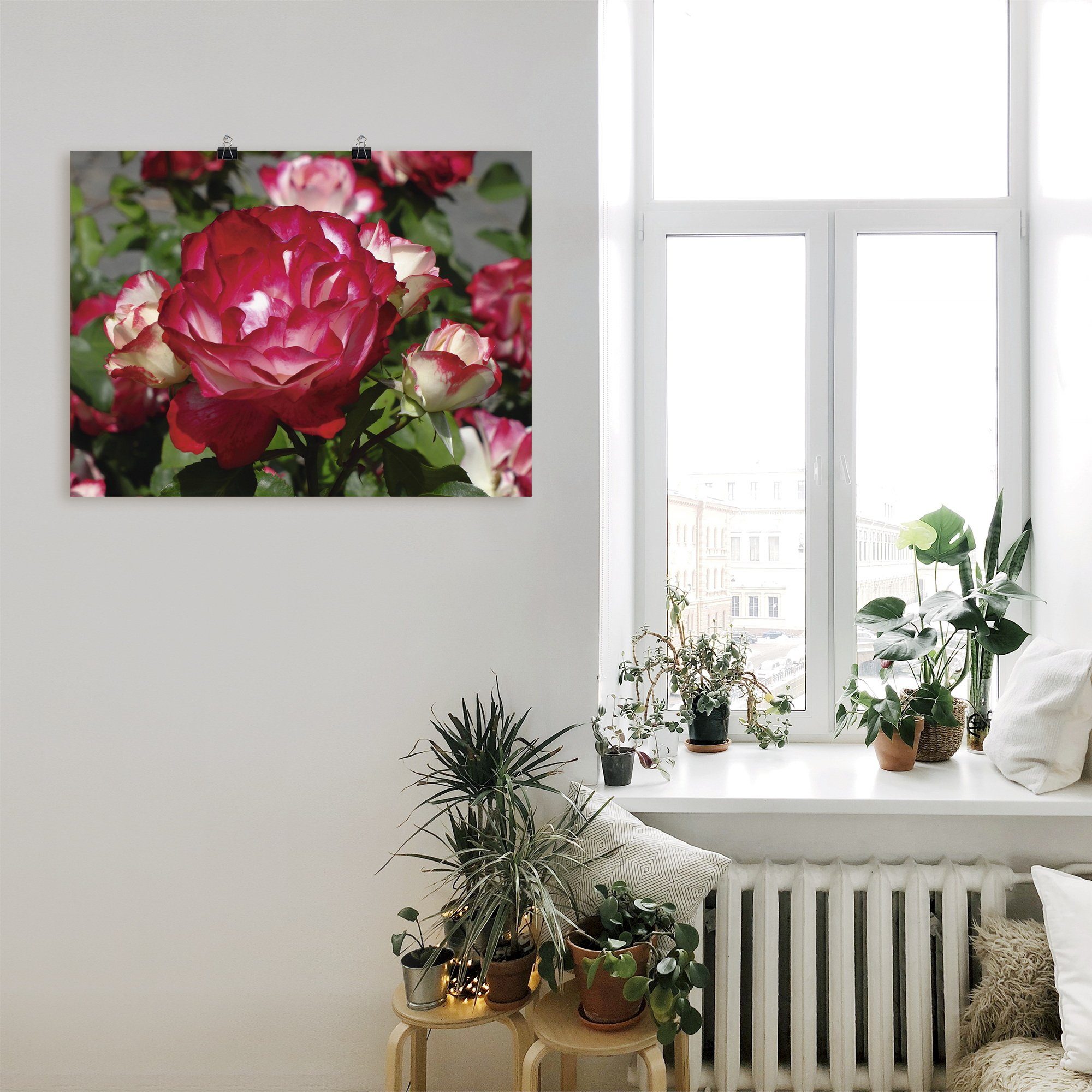Artland Poster Rot weiße Rosenblüte, Blumen (1 St), ohne Rahmen