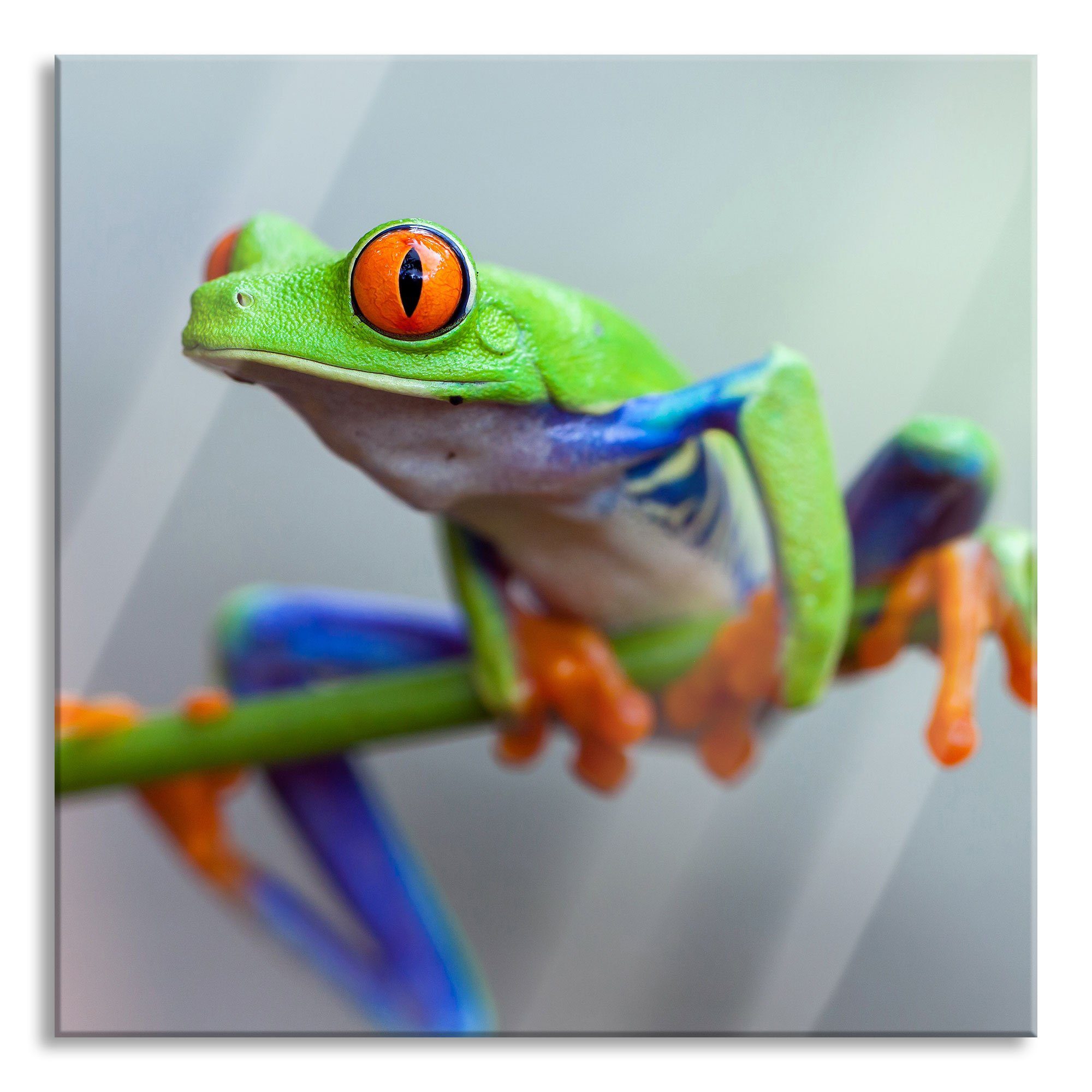 Pixxprint Glasbild Grüner Frosch auf auf Glasbild aus inkl. Frosch Echtglas, Ast, (1 und Grüner Aufhängungen St), Abstandshalter Ast