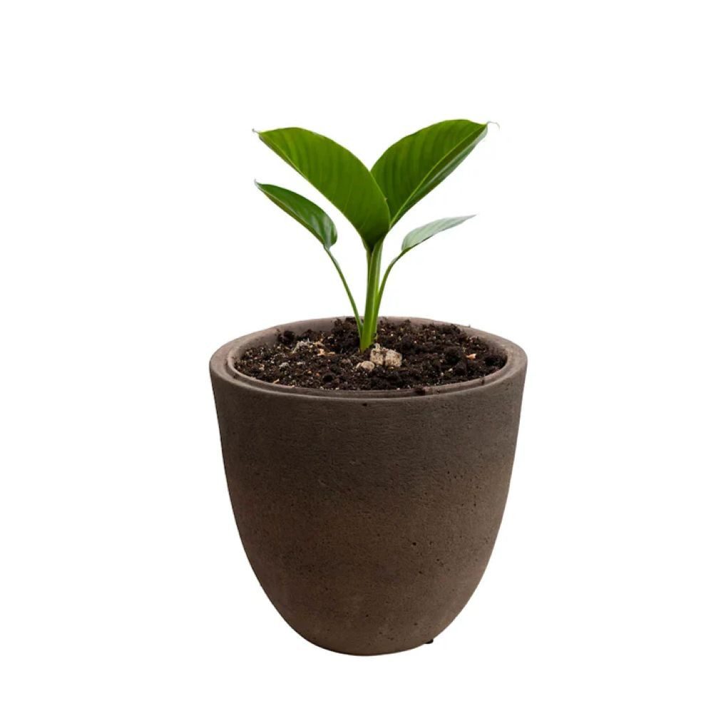 Schweng Blumentopf Blumentopf Zement – dunkelbraun, rund, Außenbereich 40x40x38cm