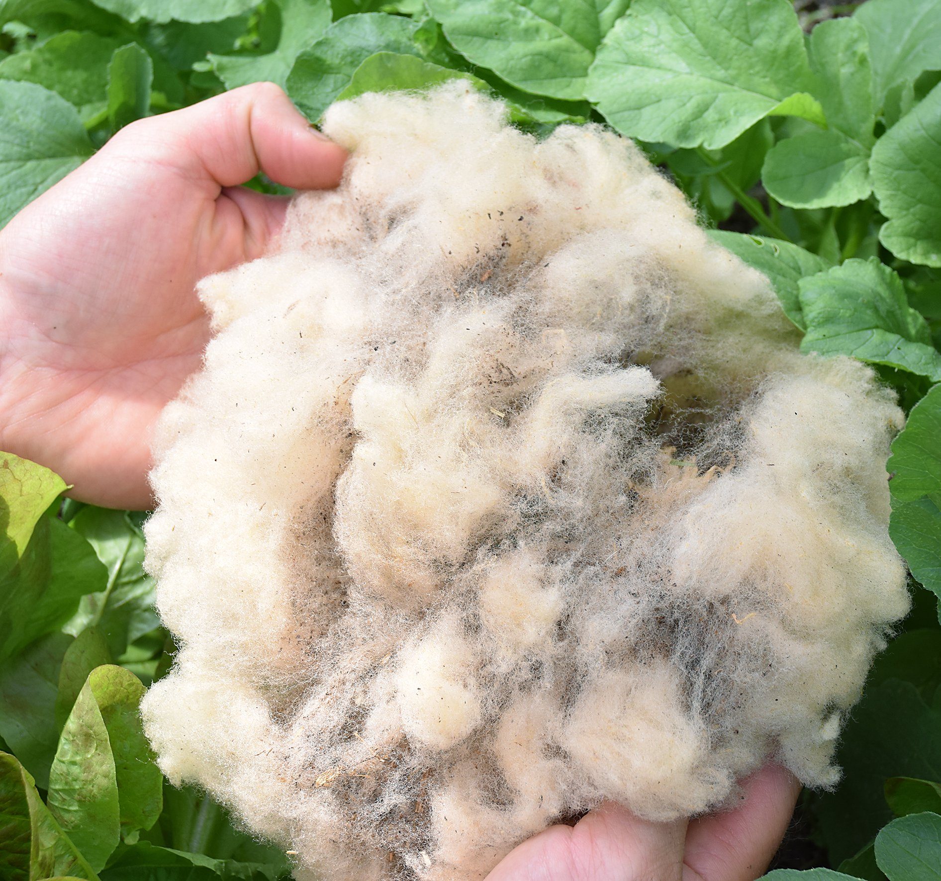 naturling Universaldünger Schafwolle - Schneckenschutz und günstig online kaufen