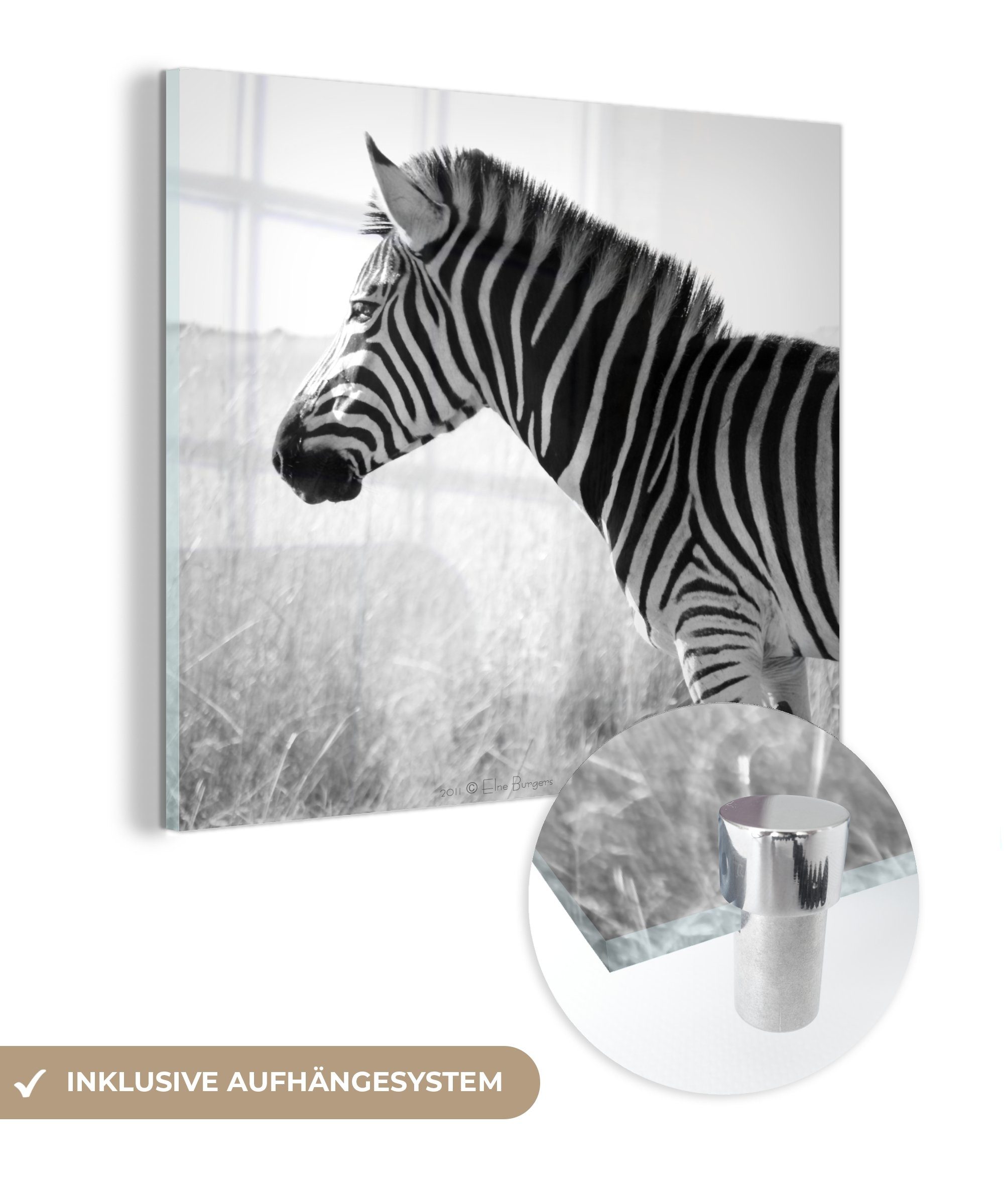 - MuchoWow - Zebra im Glas Wandbild hohen Wanddekoration - Bilder Glasbilder St), Gras, (1 Foto Acrylglasbild auf auf Glas