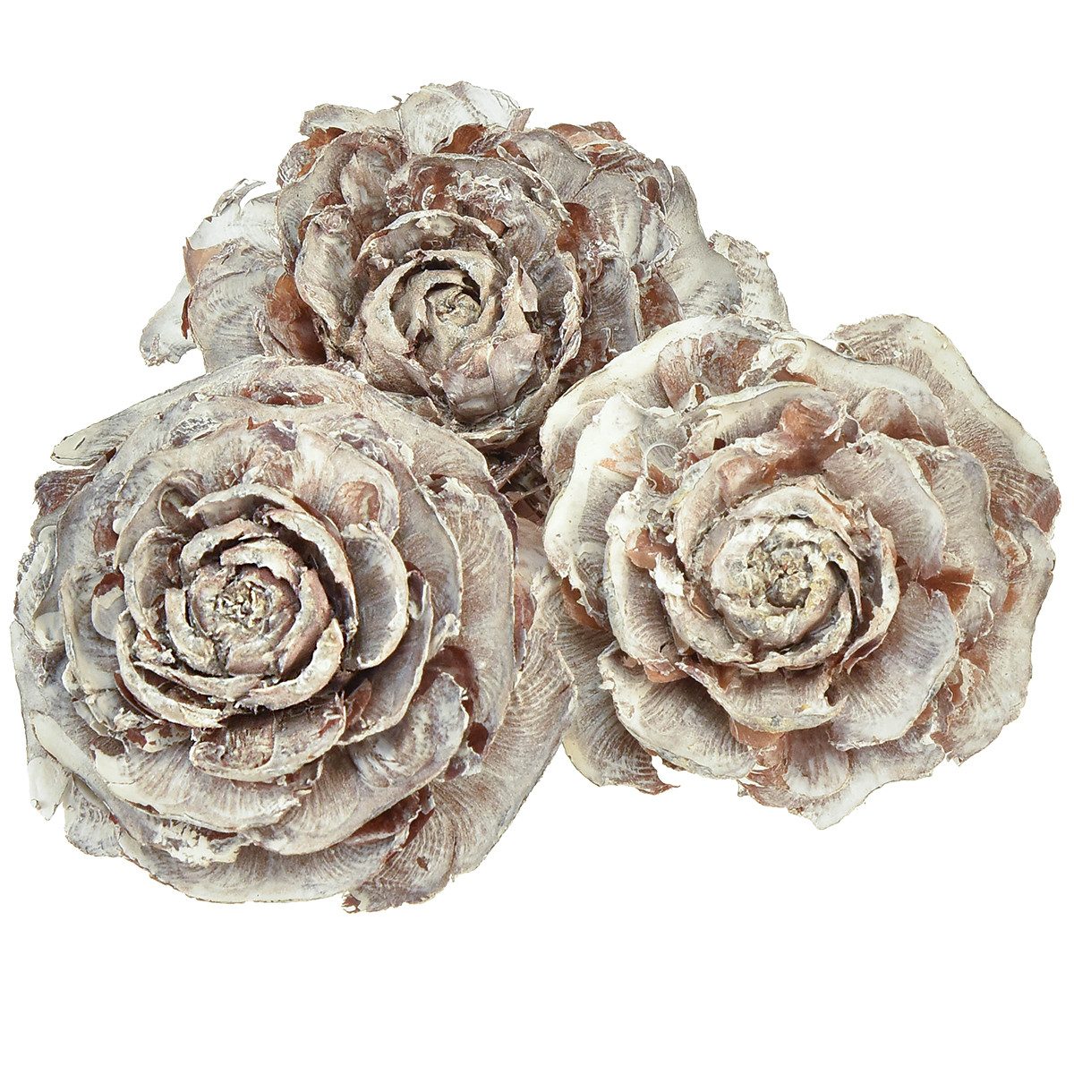 Trockenblume Zedernzapfen Rosenform 4-6cm Weiß/Natur 50 St., 50 Stück, Florists Products, Höhe 6 cm