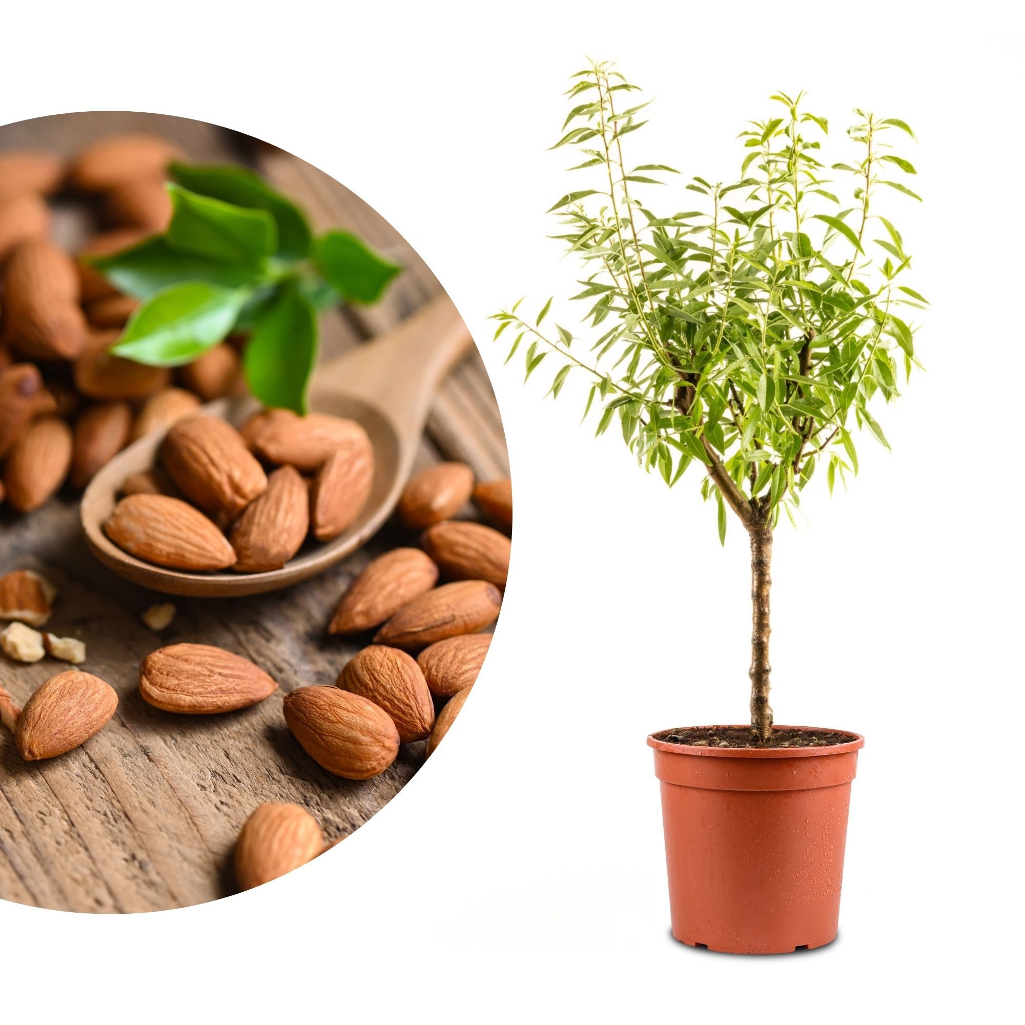 Meine Orangerie Obstpflanze Zwergobst Stämmchen - diverse Sorten, mehrjähriger Obstbaum, winterhartes Zwergobstbäumchen für Garten, Balkon oder Terrasse