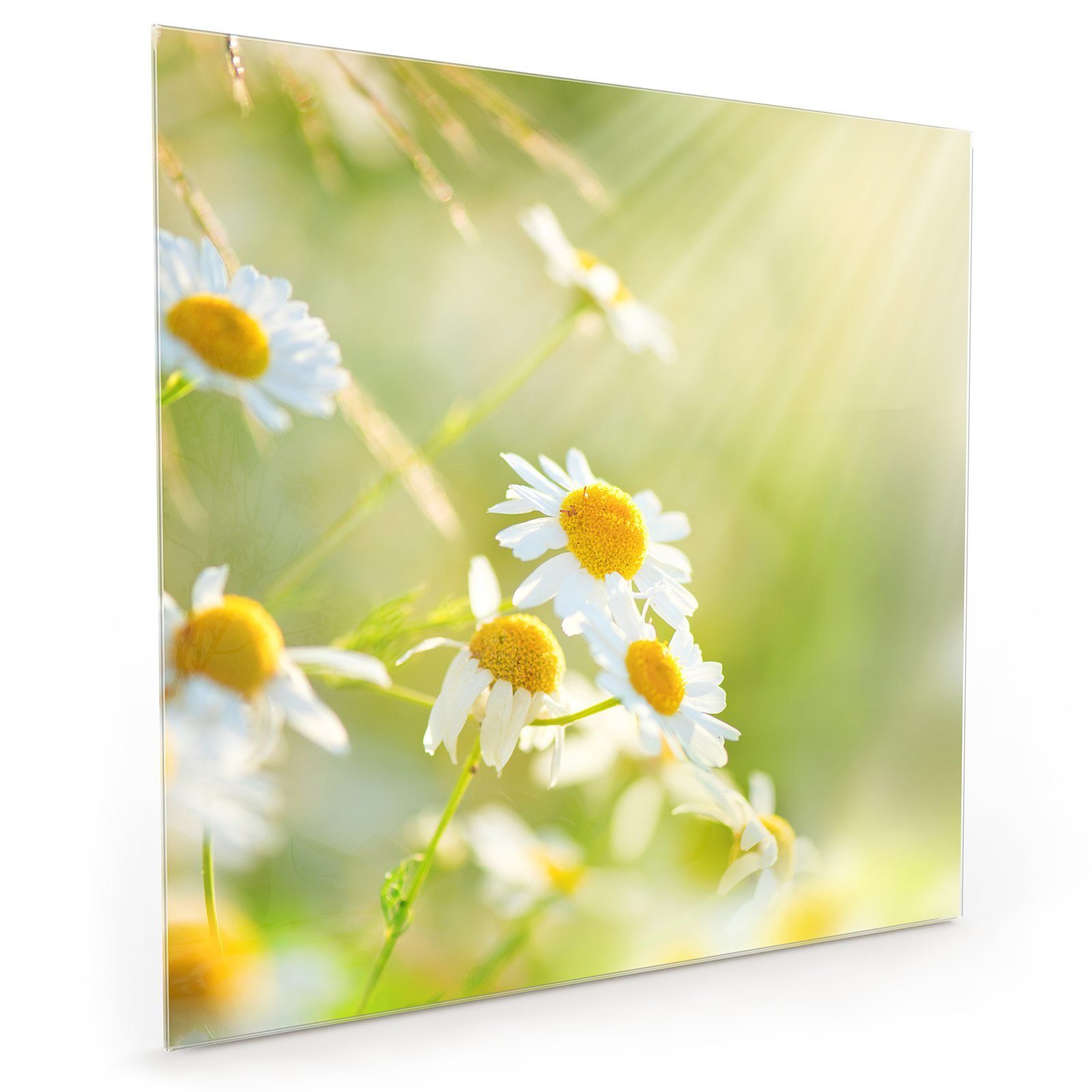 Spritzschutz Küchenrückwand im Blüten mit Primedeco Glas Küchenrückwand Sonnenschein Motiv