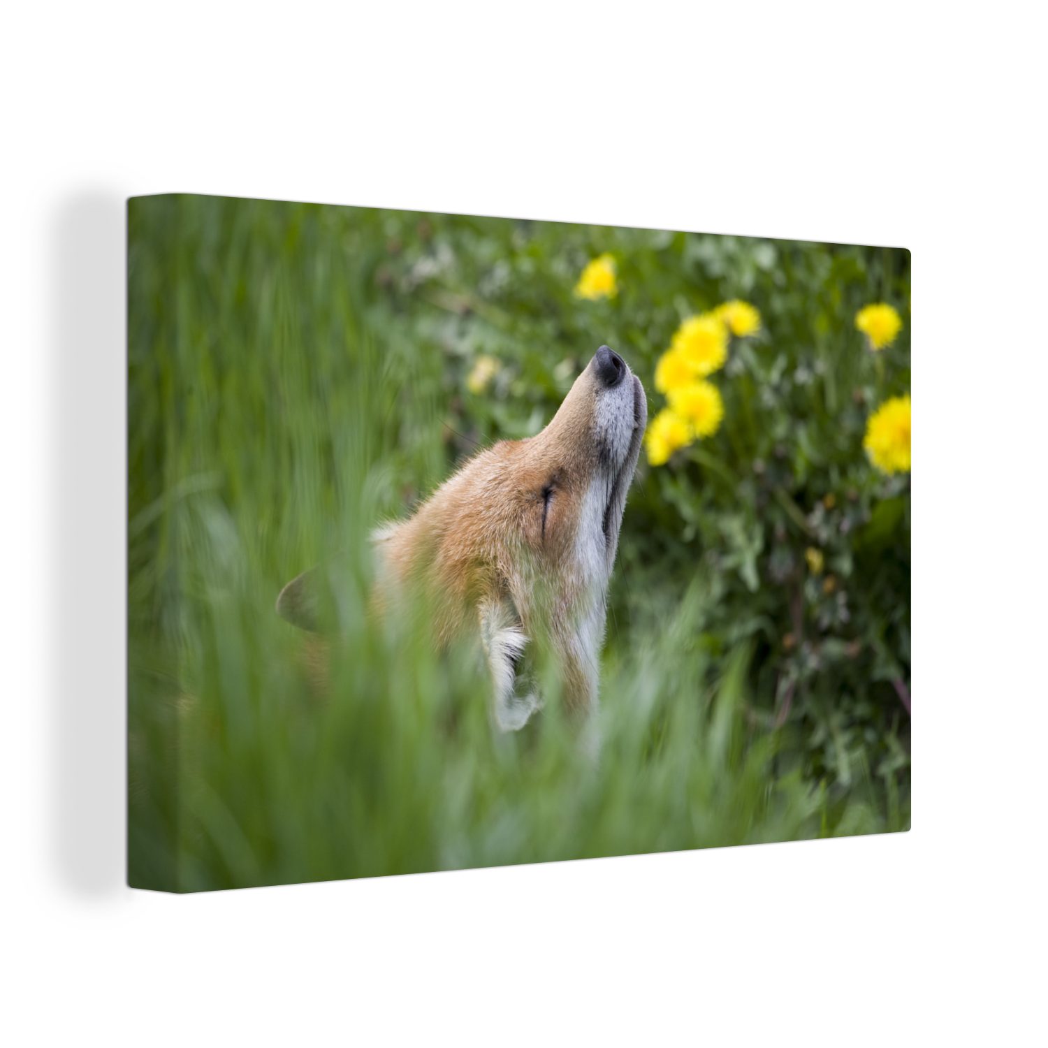 OneMillionCanvasses® Leinwandbild Fuchs - Blumen - Gelb, (1 St), Wandbild Leinwandbilder, Aufhängefertig, Wanddeko, 30x20 cm | Leinwandbilder