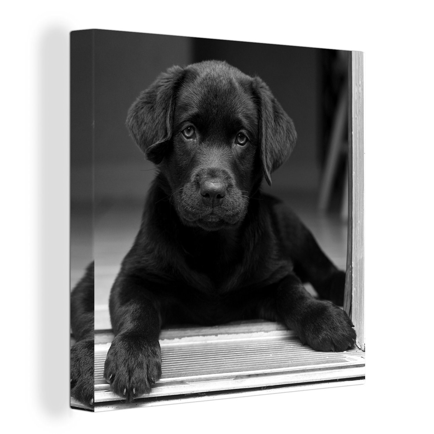 Leinwand Labrador schaut St), Kamera in Wohnzimmer für Retriever die schwarz-weiß, Niedlicher (1 OneMillionCanvasses® Schlafzimmer - Bilder Leinwandbild