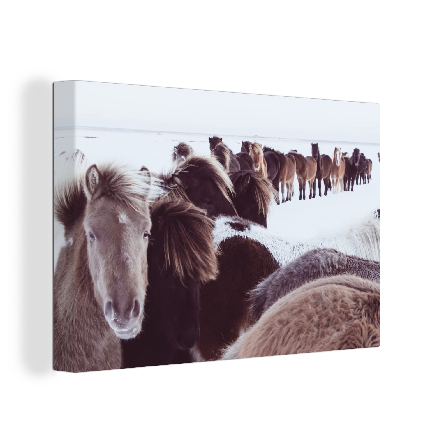 OneMillionCanvasses® Leinwandbild Pferde - Schnee - Weiß, (1 St), Wandbild Leinwandbilder, Aufhängefertig, Wanddeko, 30x20 cm