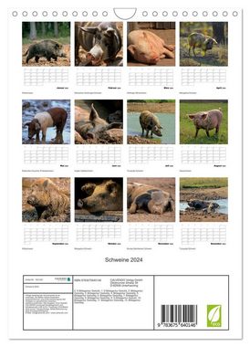 CALVENDO Wandkalender Schweine 2024 (Wandkalender 2024 DIN A4 hoch), CALVENDO Monatskalender